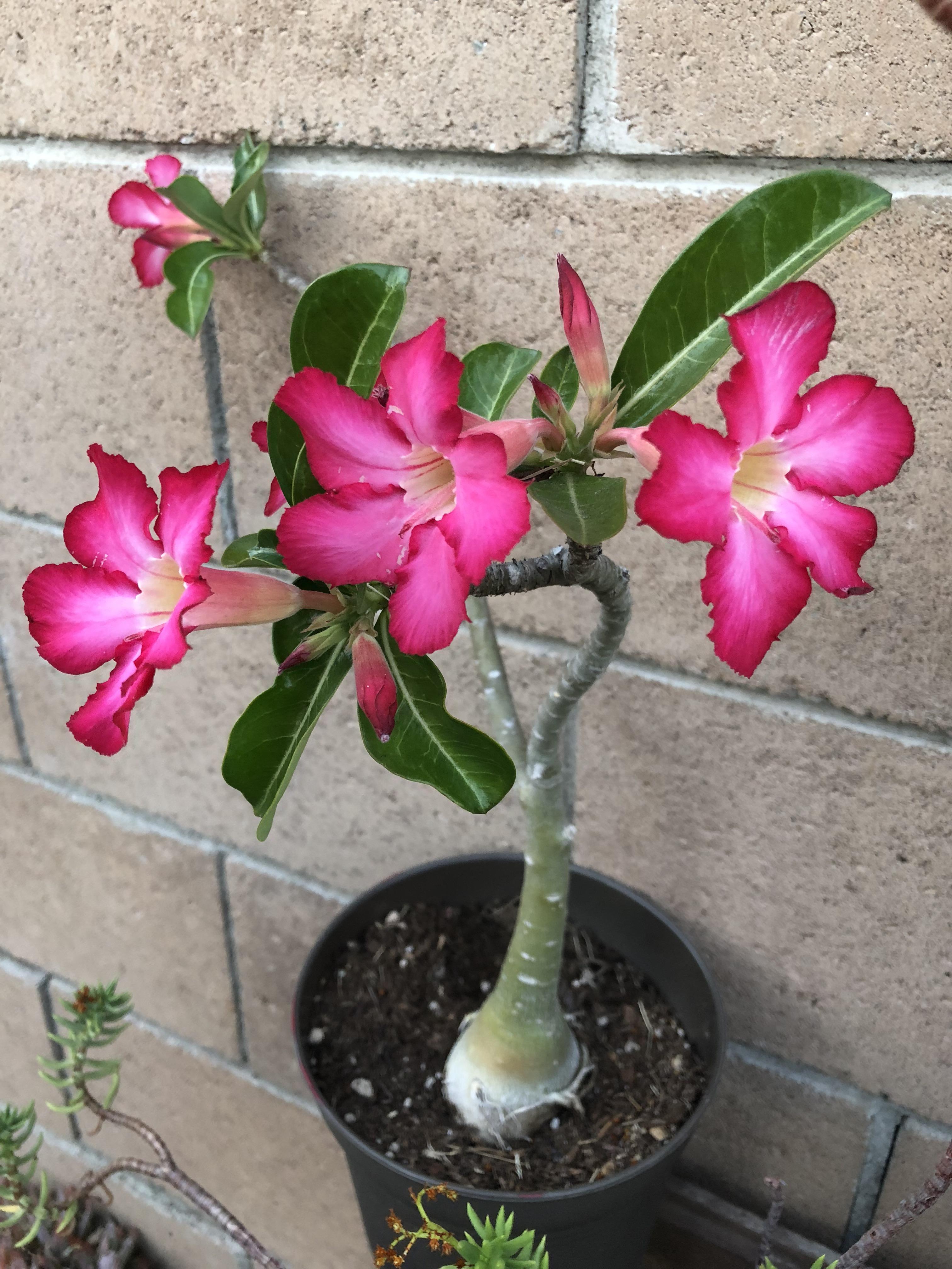 Desert Rose came alive, love how it waits for the right time to explode