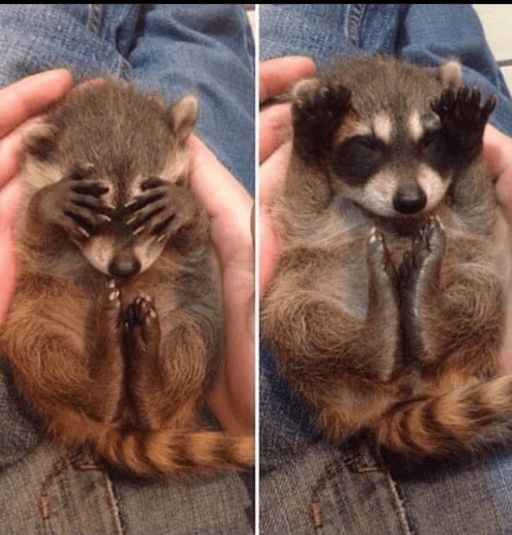 Baby raccoons cover their eyes when they get scared r/aww