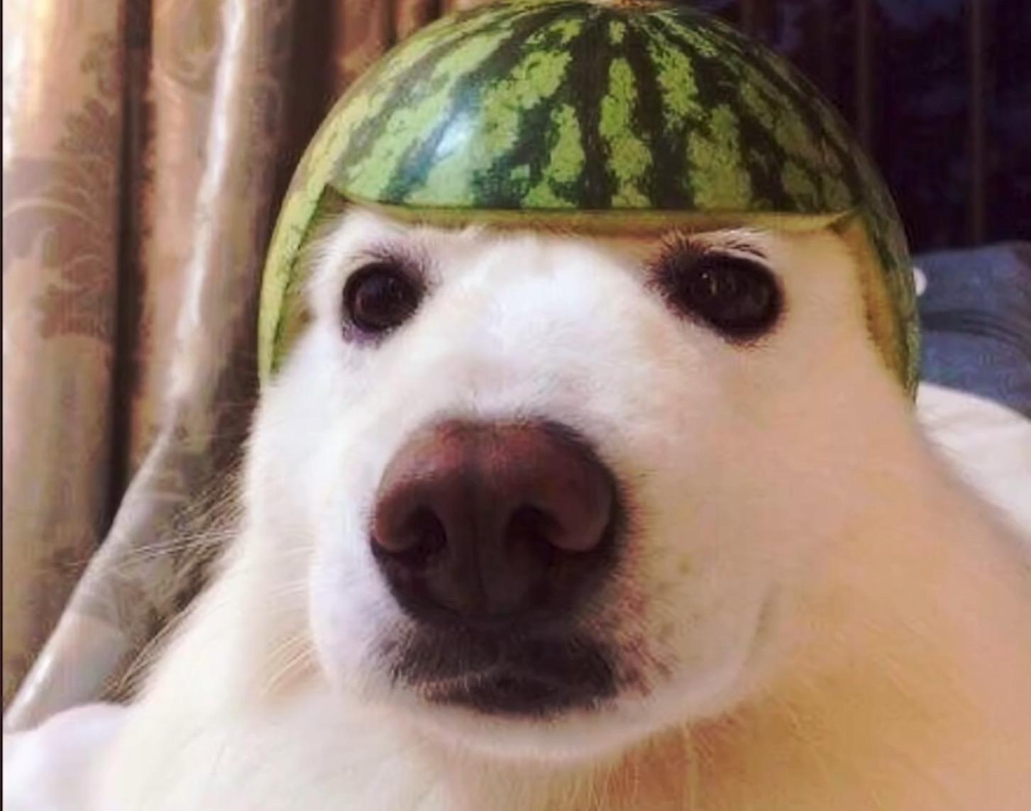 PsBattle dog with watermelon hat