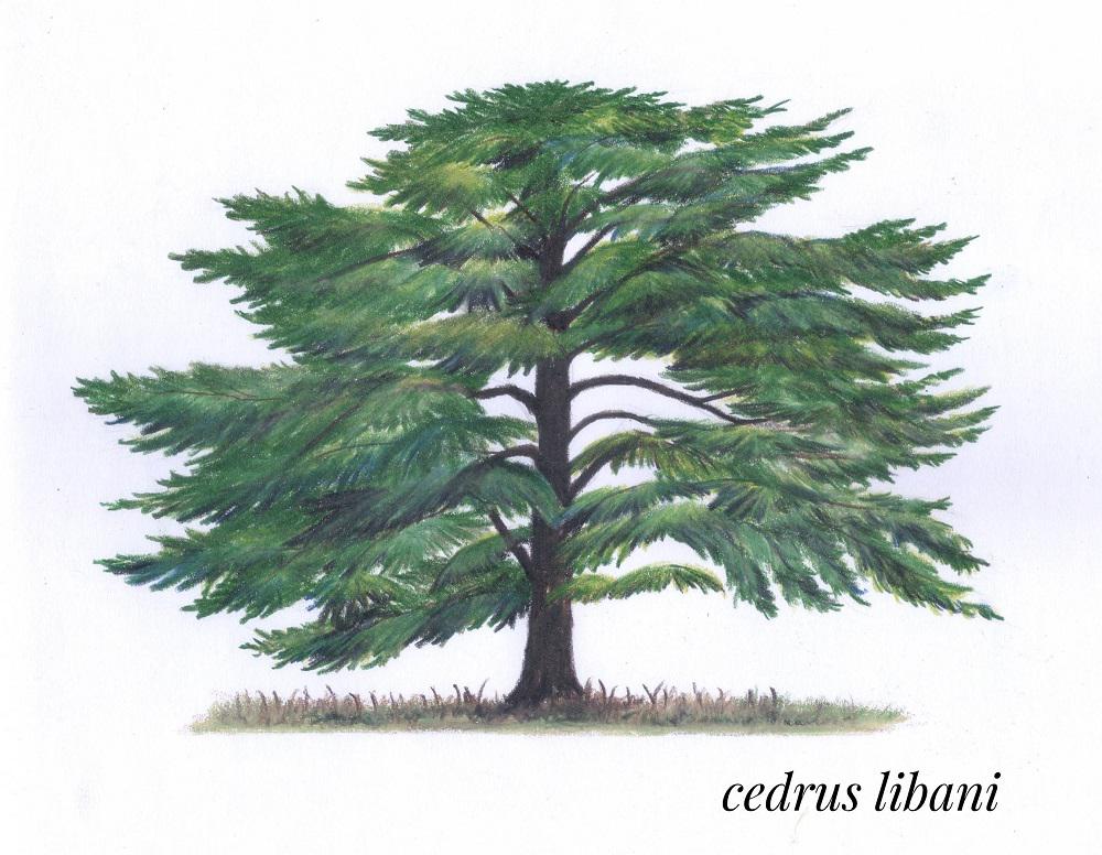 Cedar of Lebanon coloured pencil drawing r/marijuanaenthusiasts