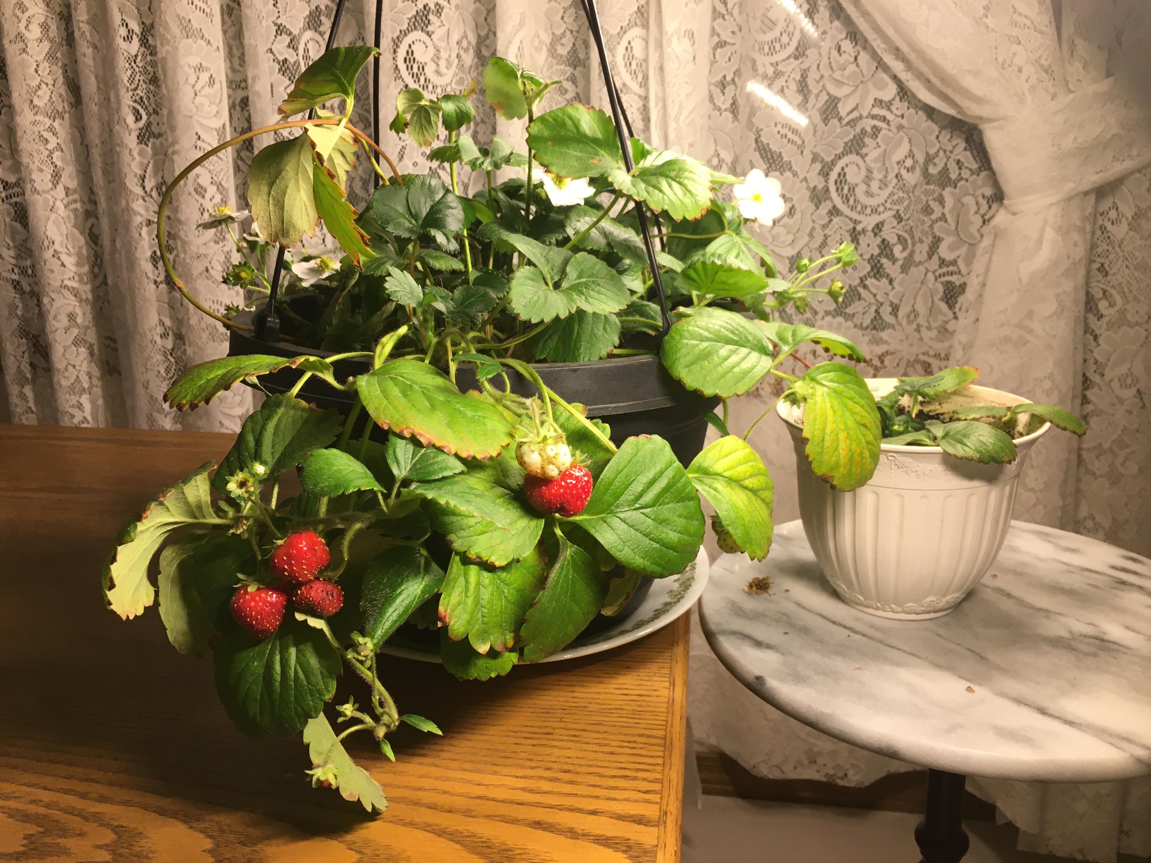 Outside, everything is covered in snow now. But the strawberry plant