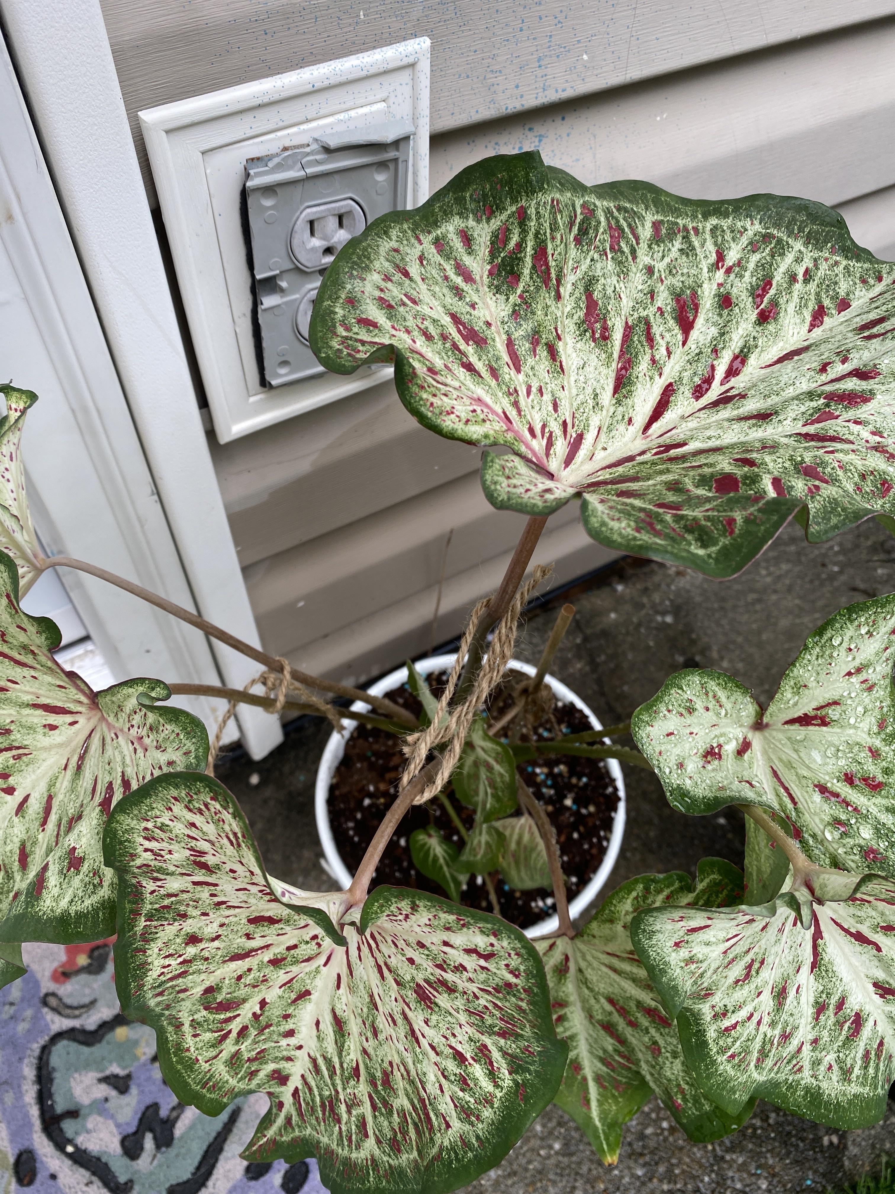 How to strengthen my caladium stems? r/plantclinic