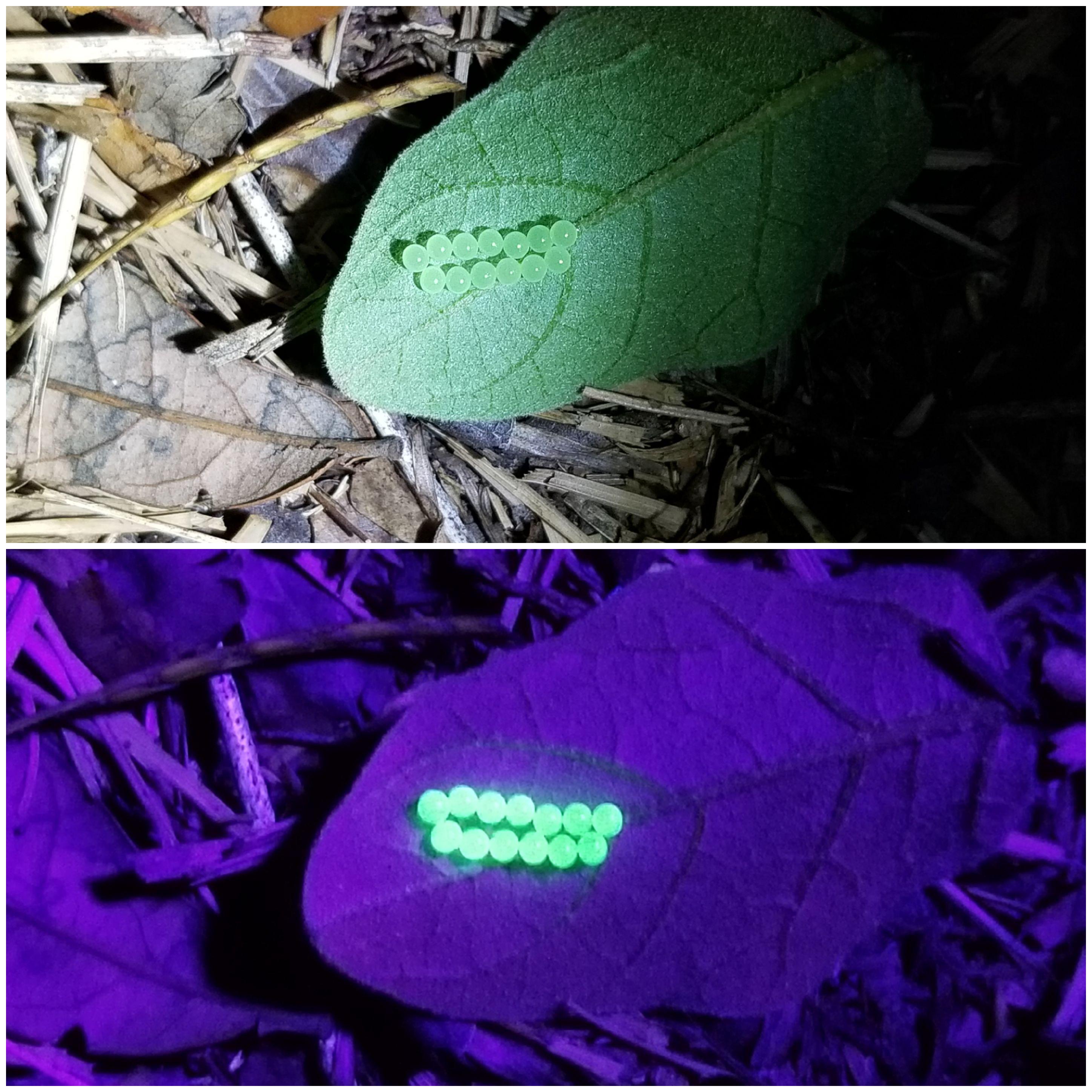 Caterpillar eggs I found with blacklight, looking for hornworms, they