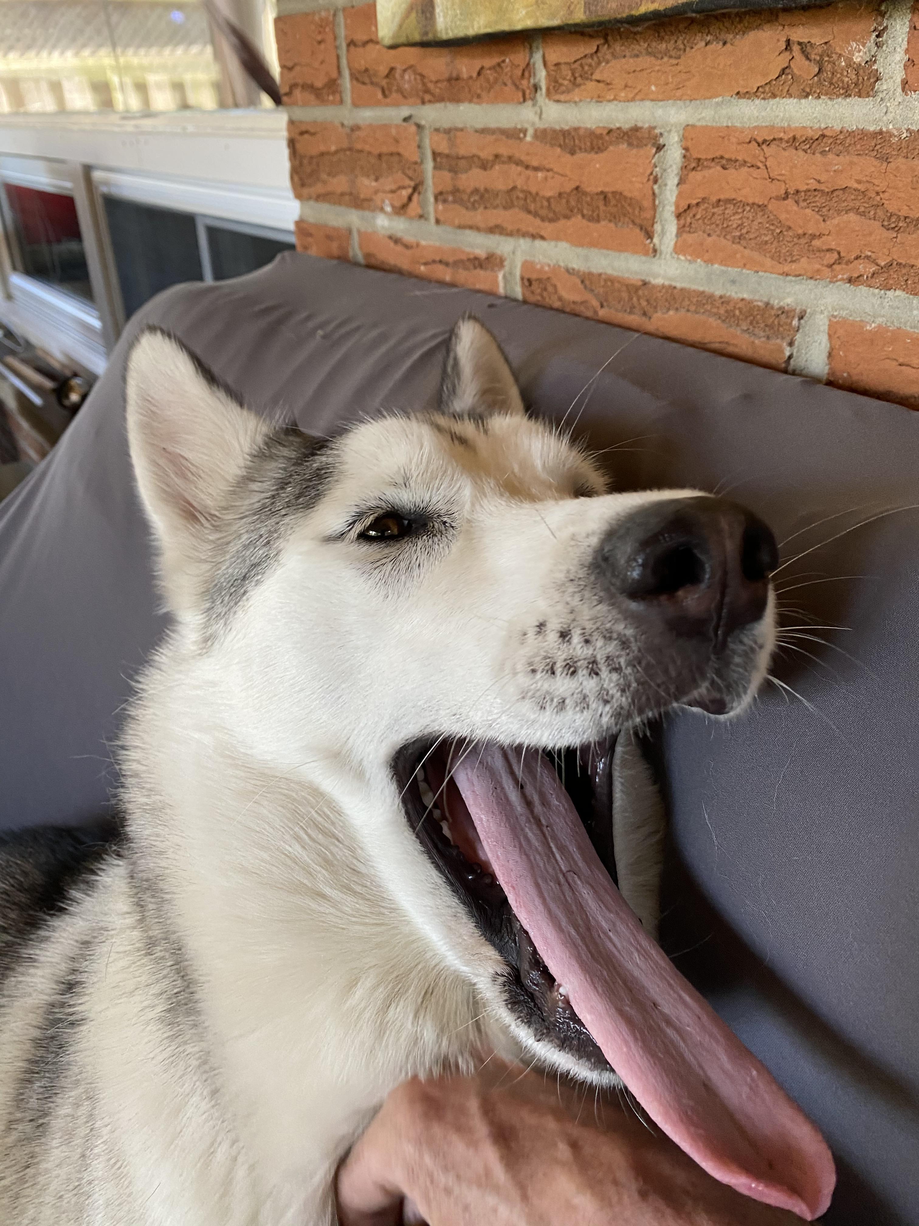 Huskies have incredibly long tongues r/husky