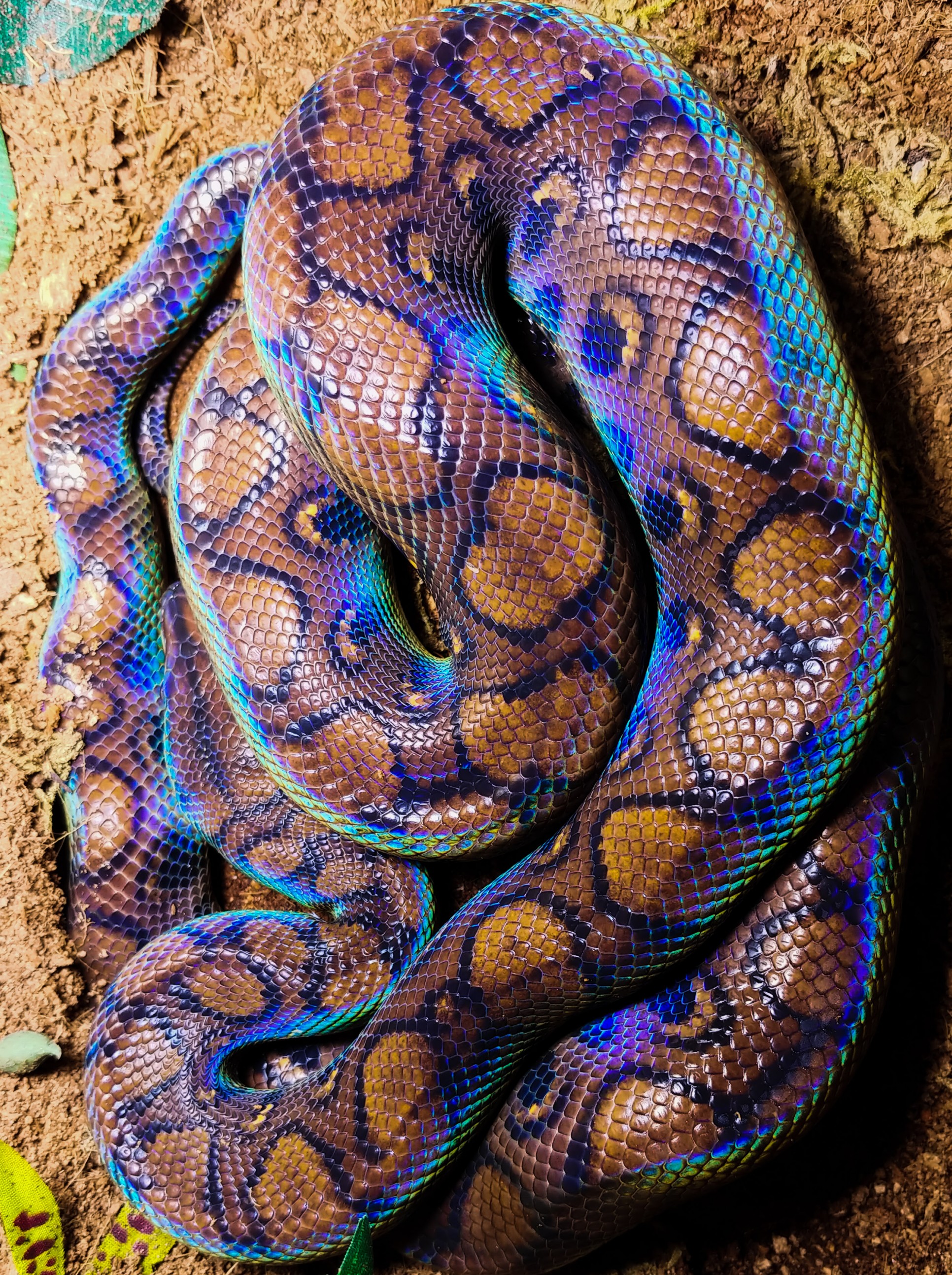 Brazilian Rainbow Snake