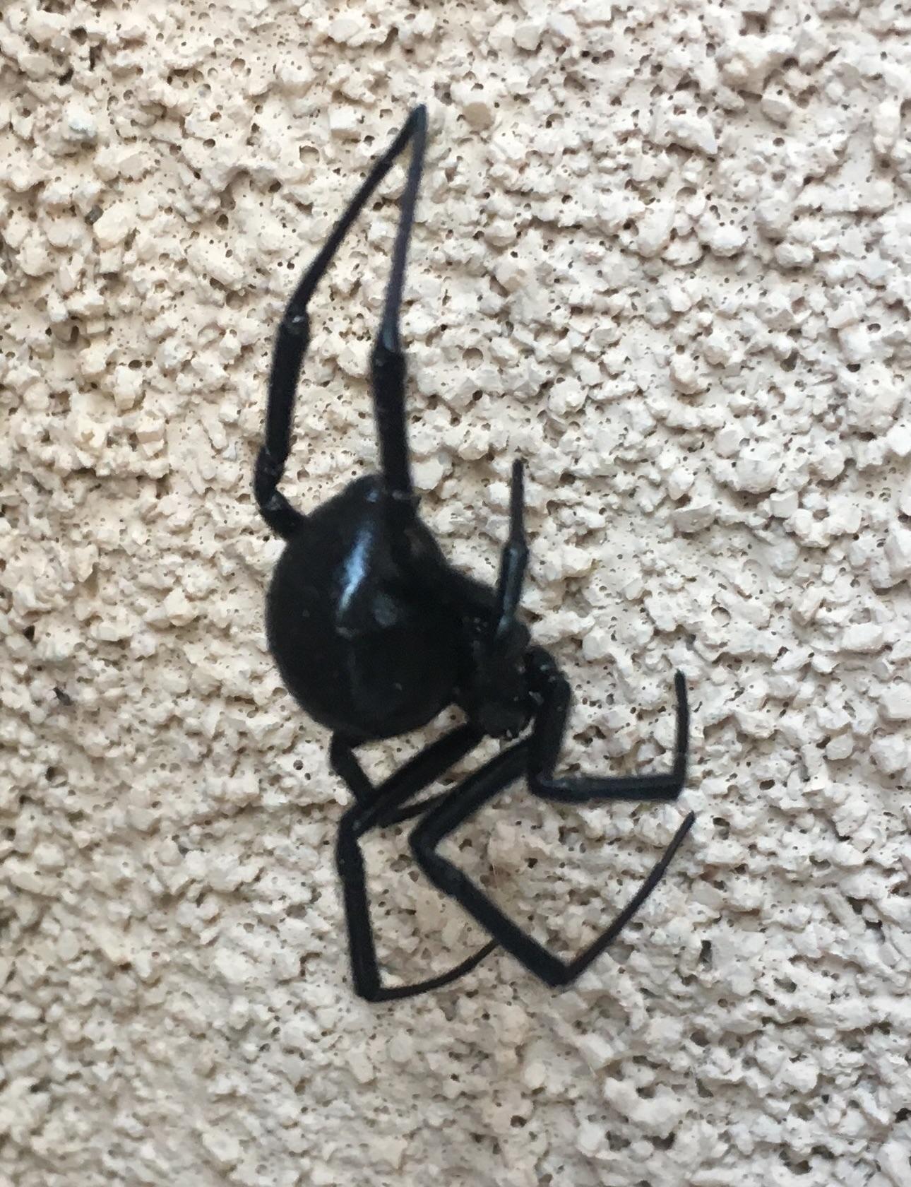 Black widow hanging out on the shady wall in this cold weather r/SantaFe