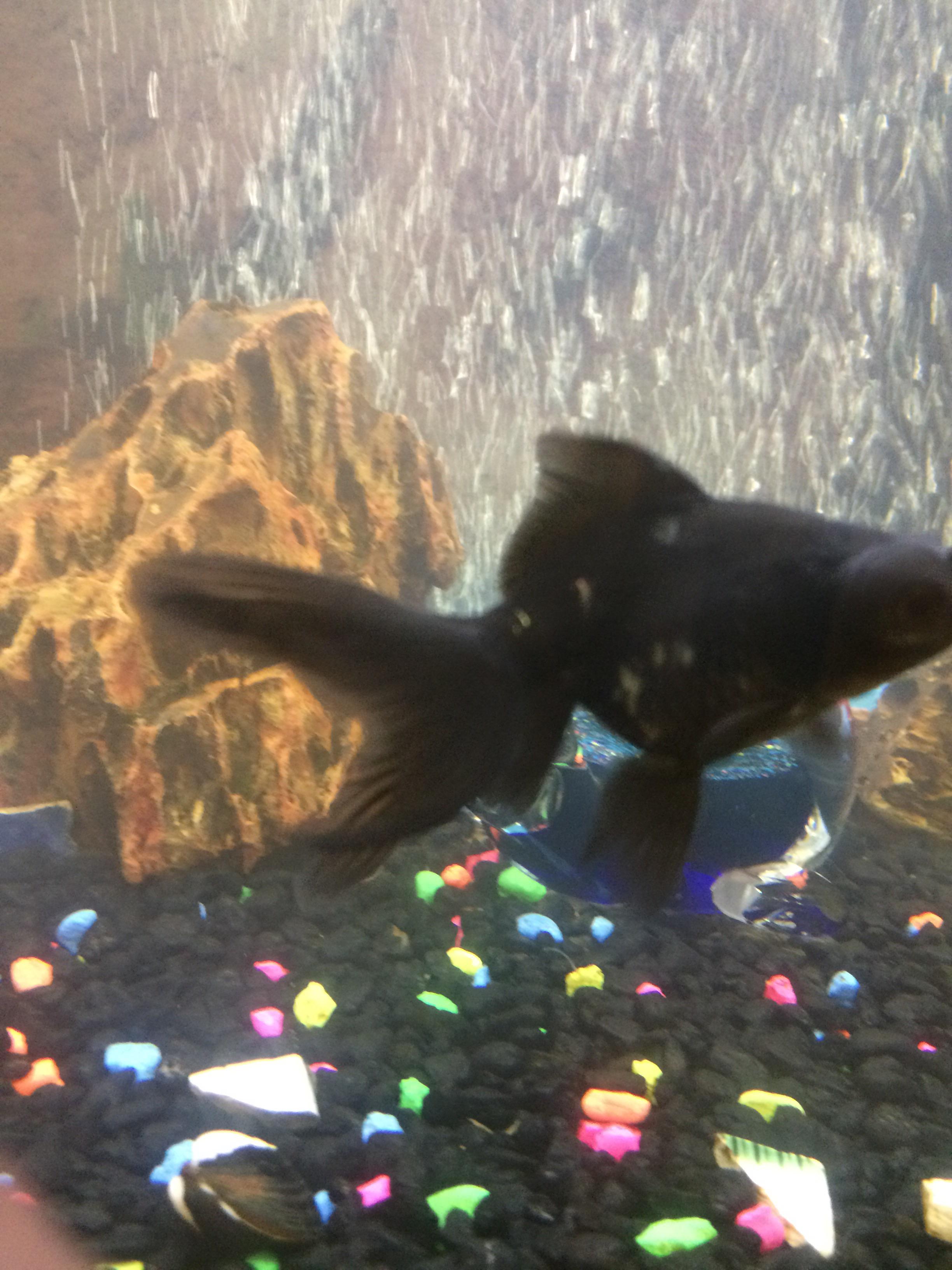 What’s happening to my black moor? His scales are turning white I think