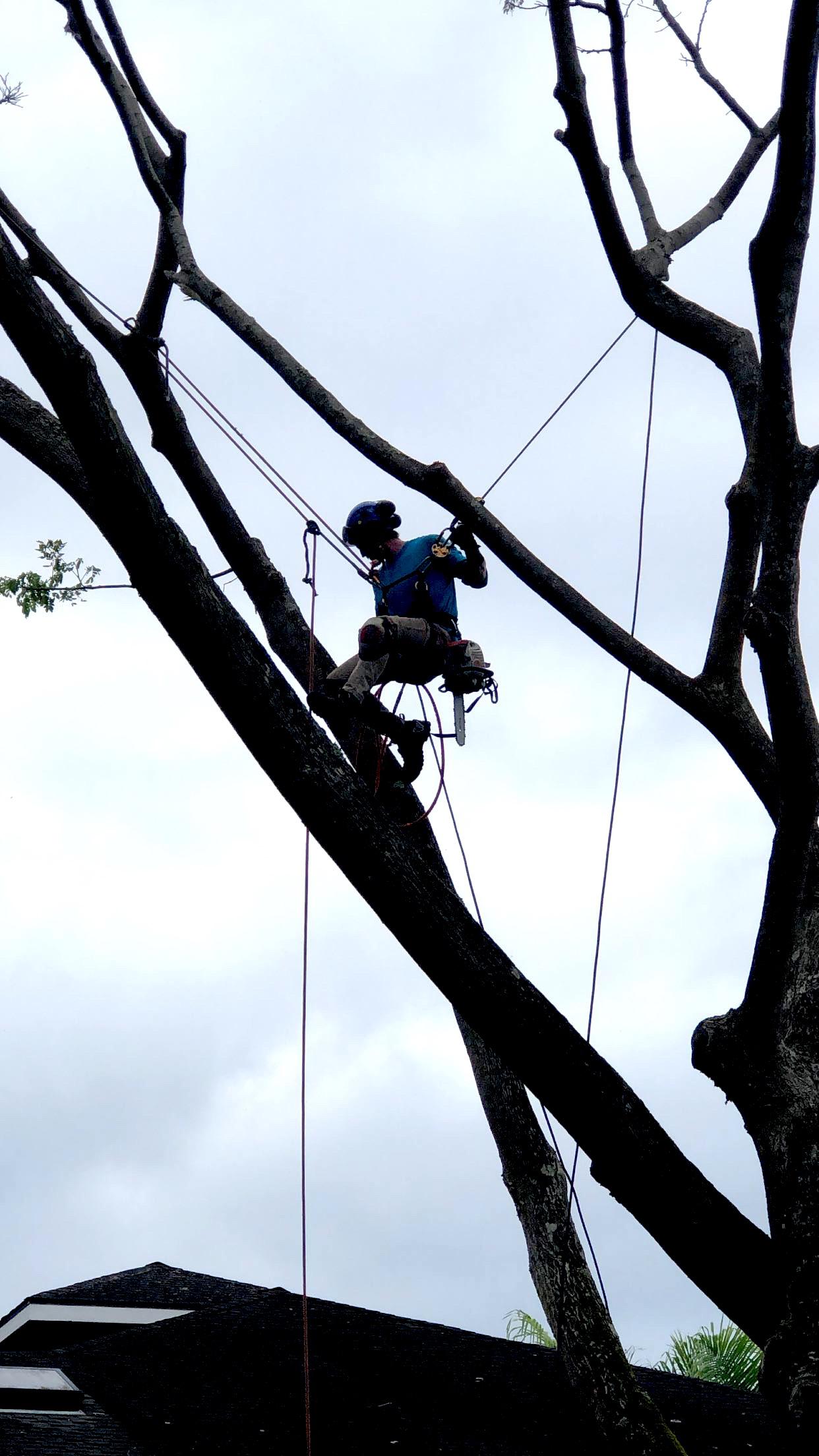 Photo my groundsman snapped mid job yesterday. Monkey pod tree. SRT and