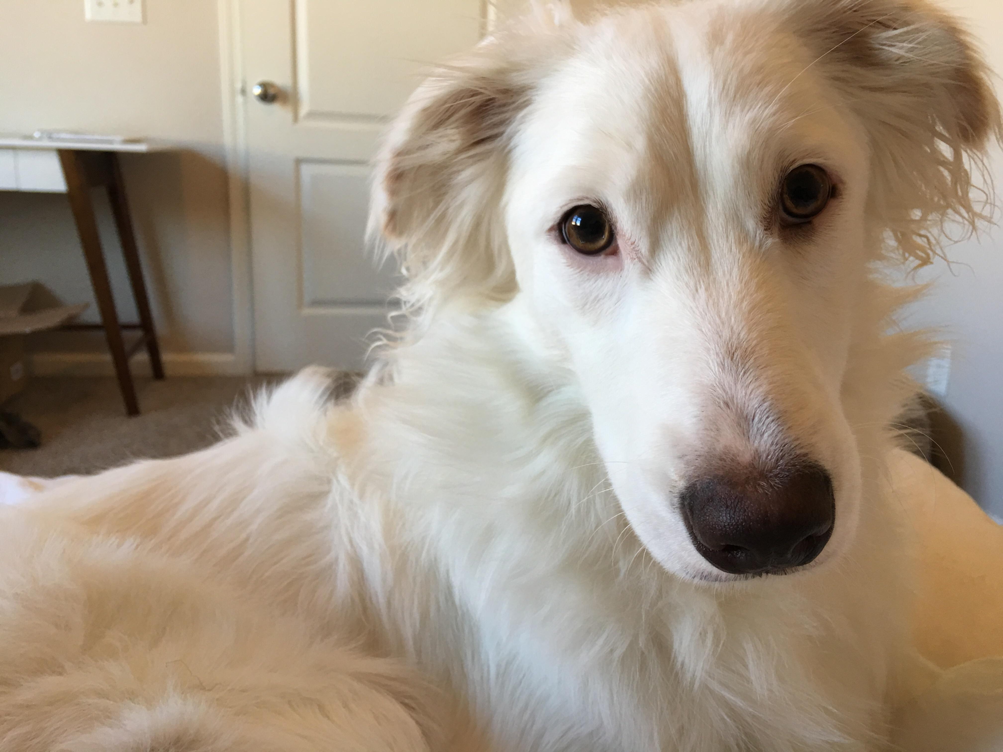Border Collie Lab Mix White