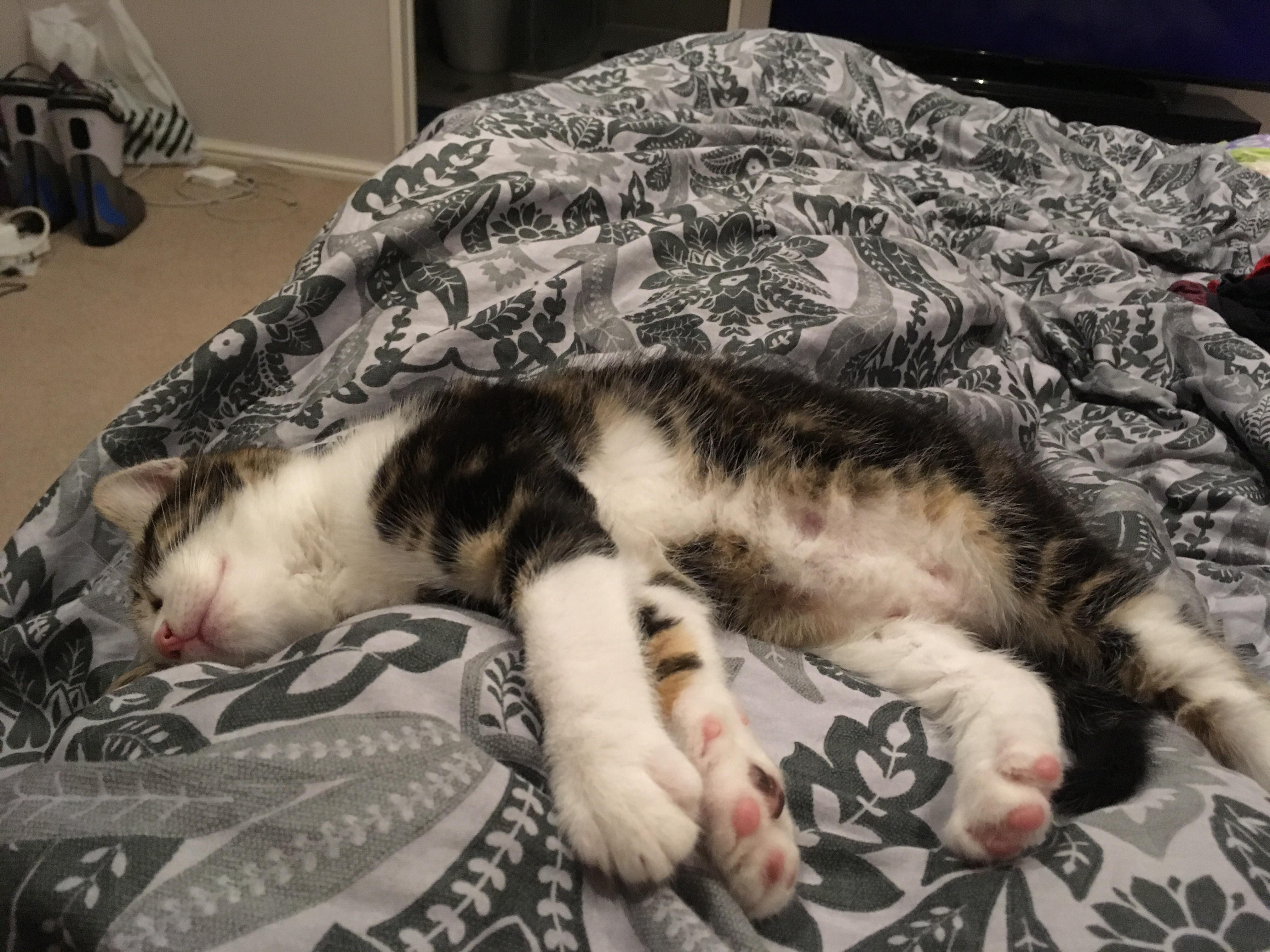 Help me name my new kitten r/cats