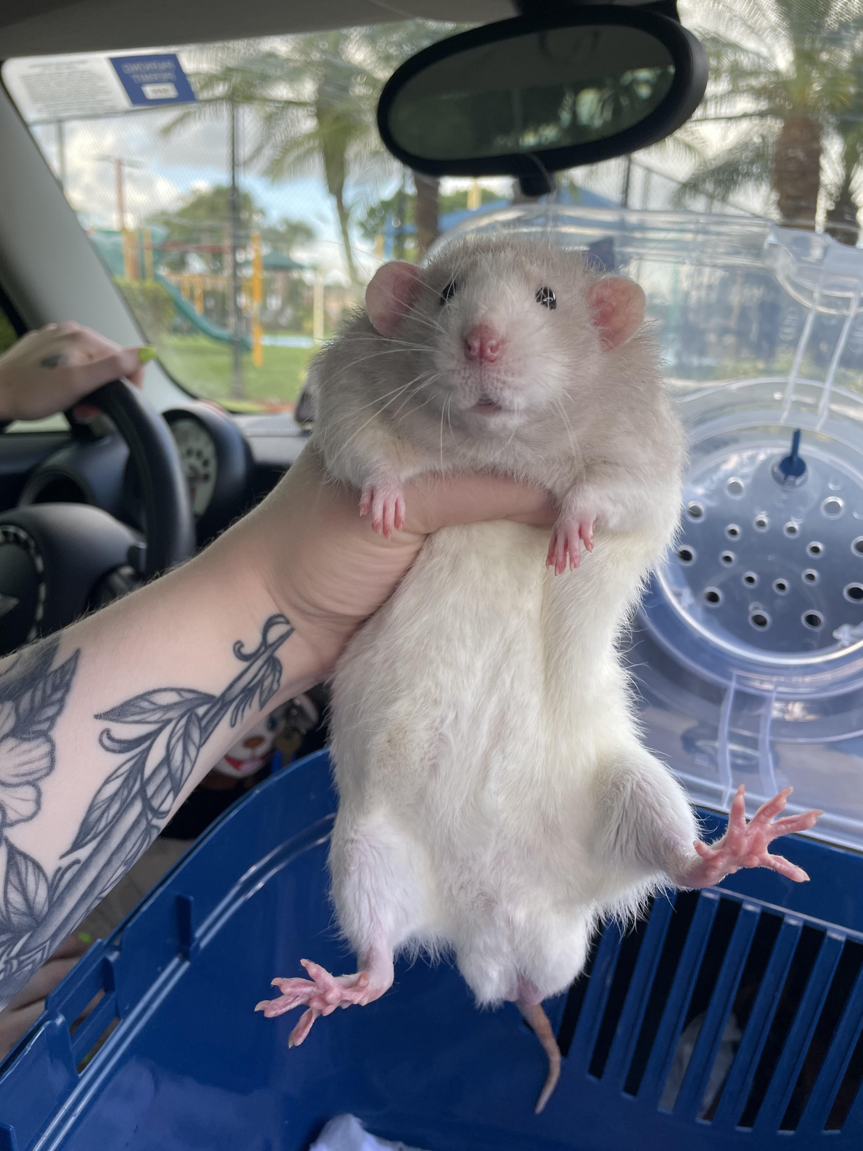 Adopted this absolute unit today. I have a soft spot for old men r/RATS