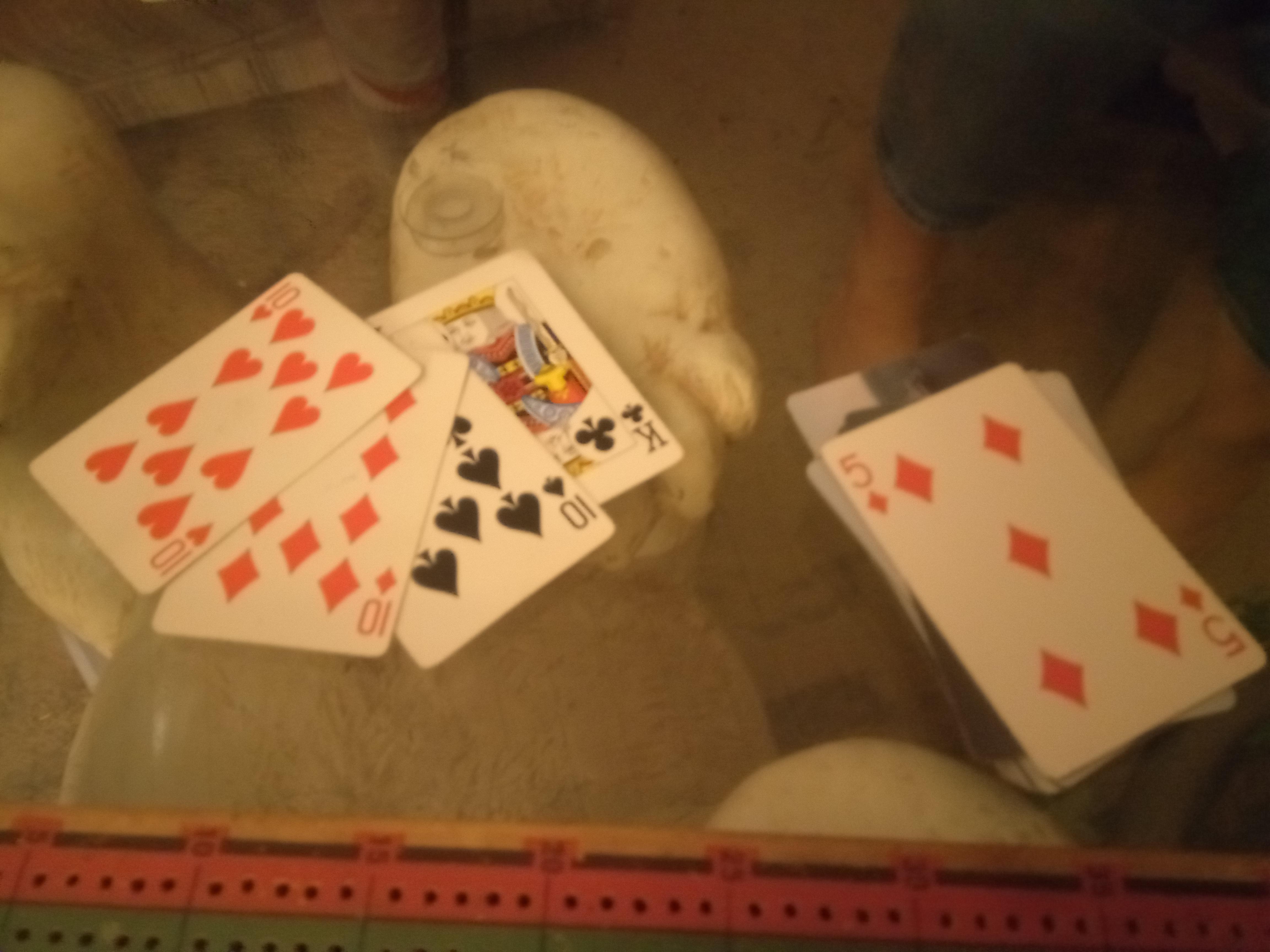 1st good crib on Reddit. Buddy got it. r/Cribbage