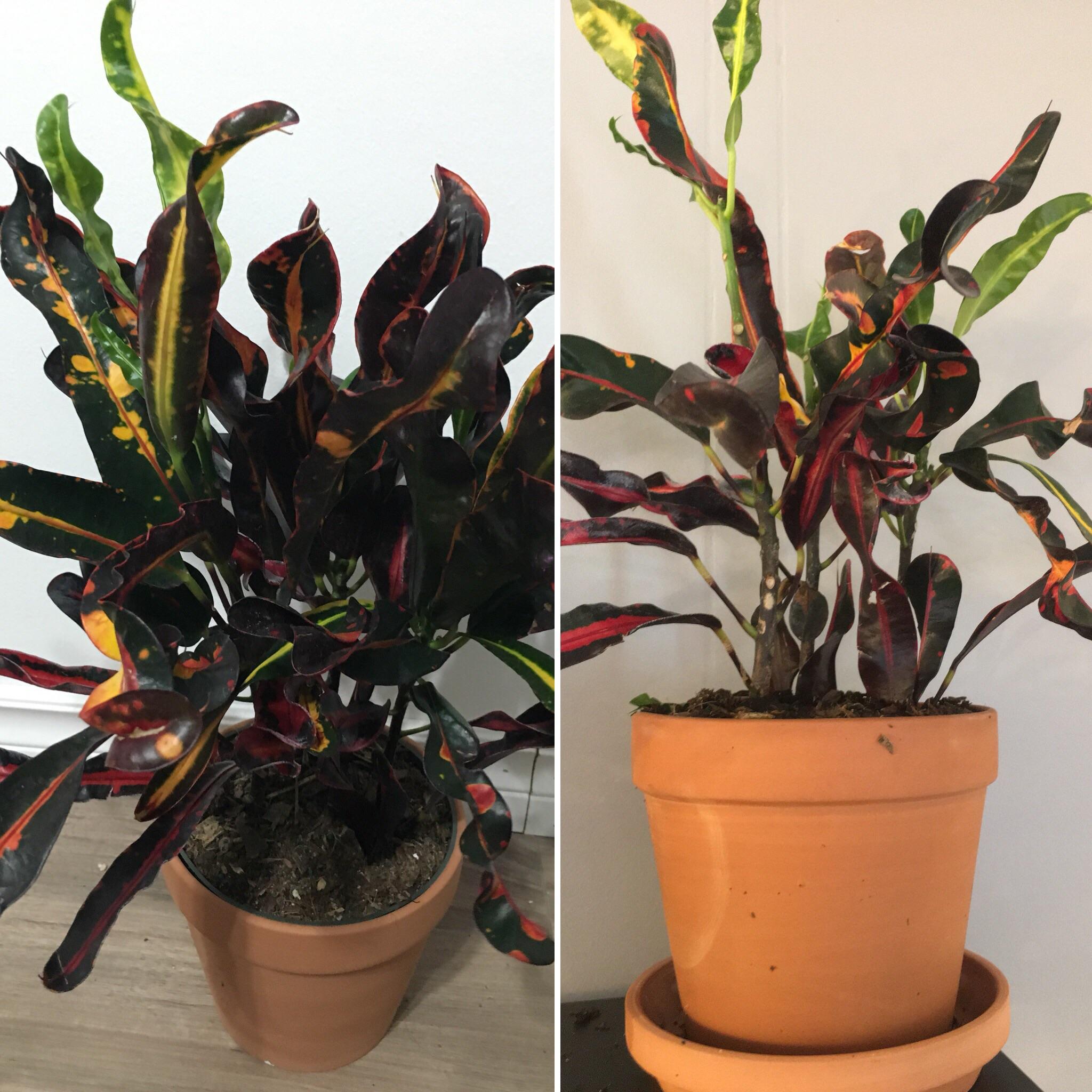 My croton suddenly dropped about half of it’s leaves. The remaining