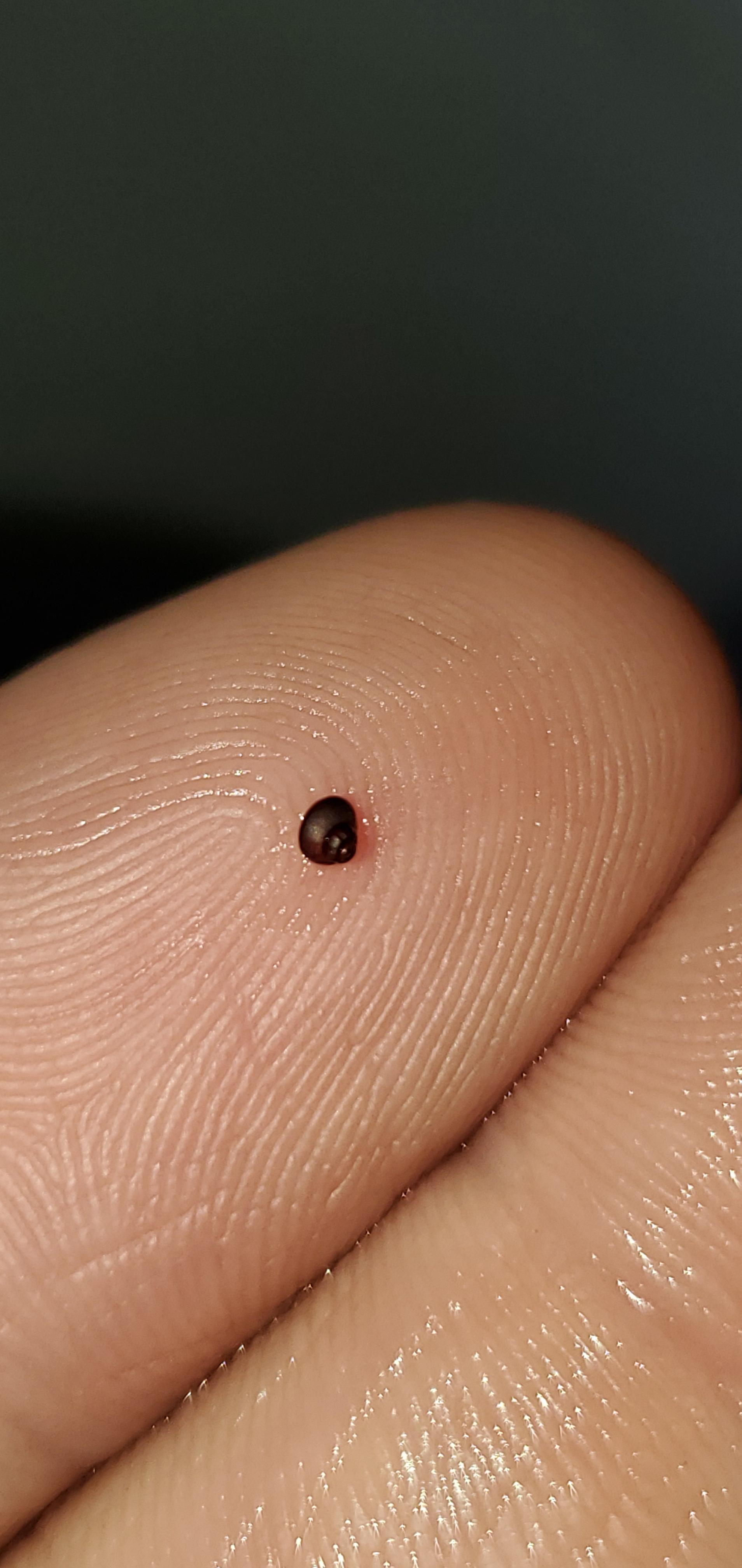 Tylomelania sinabartfeldi(triangle rabbit snail) baby. r/AquaticSnails
