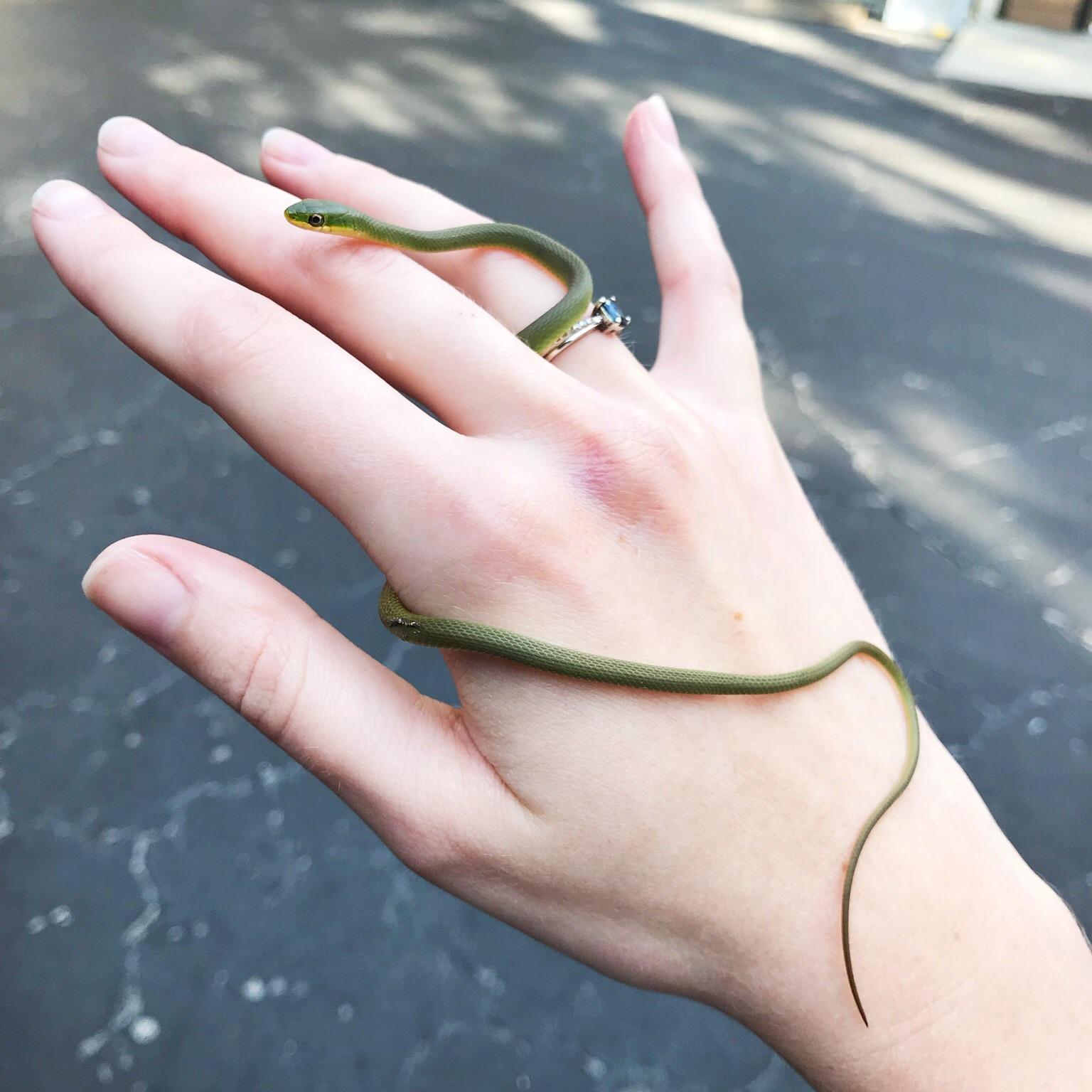 Beautiful (and adorable) rough green snake r/herpetology
