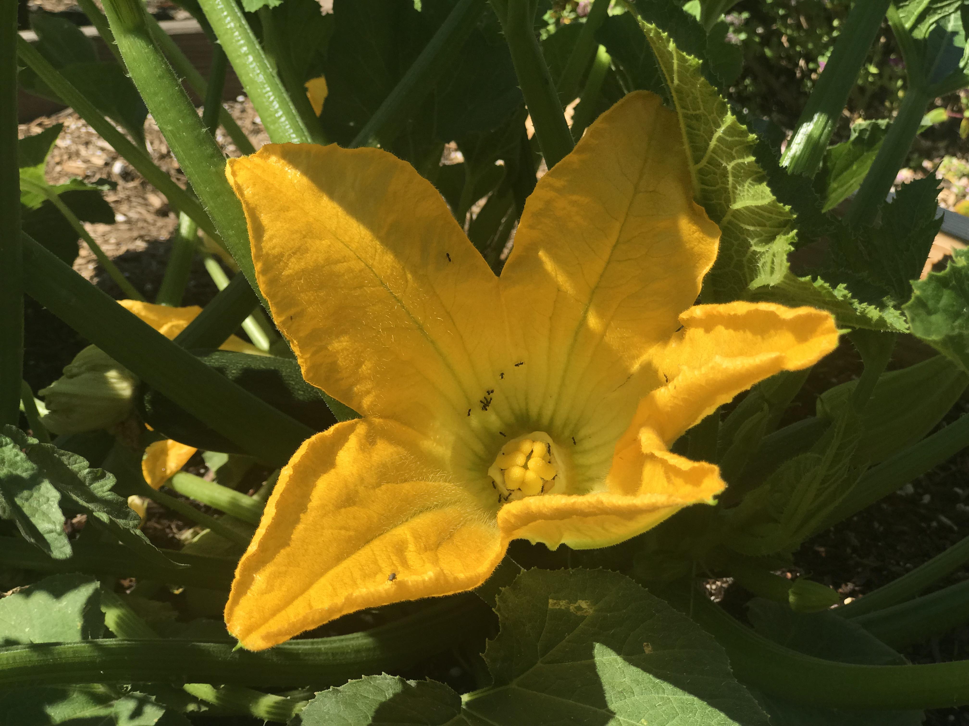 The ants seem to be very interested in my zucchini flowers this year