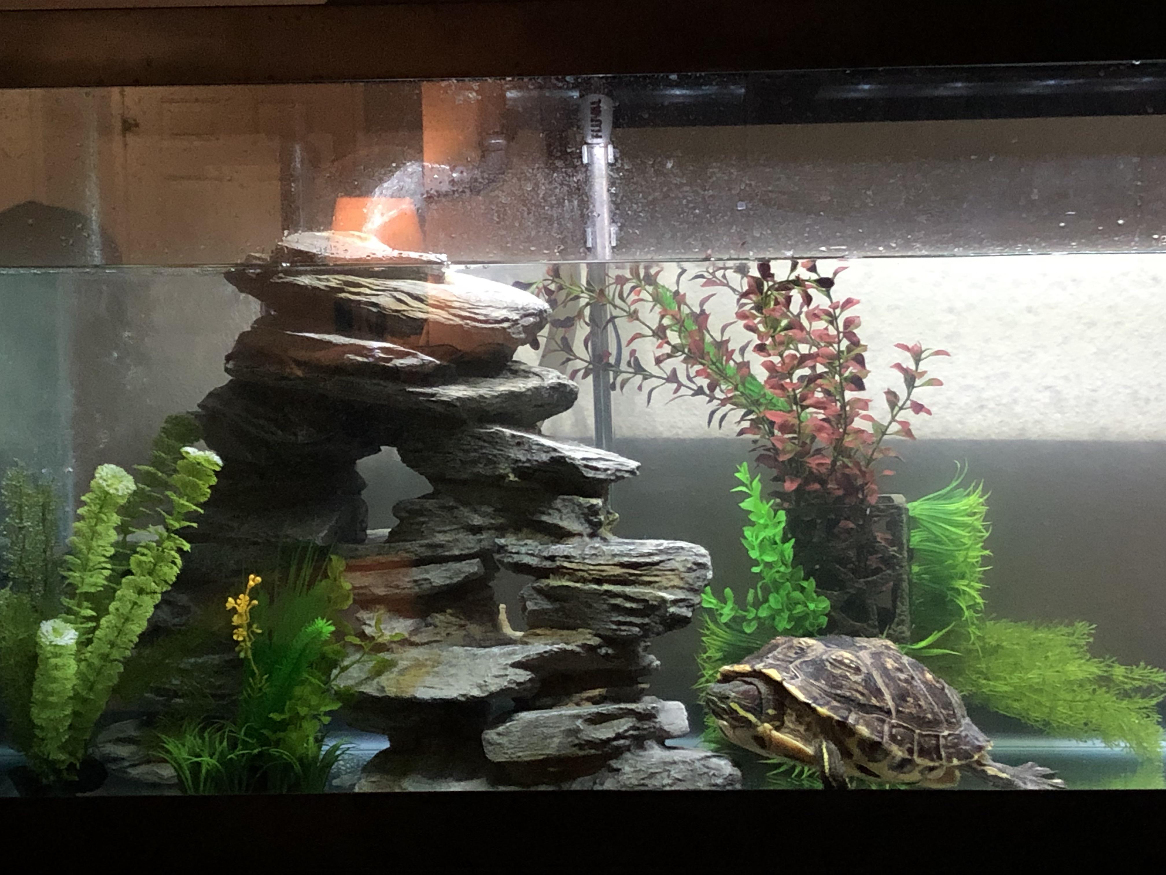 Are the fake (plastic) aquatic plants safe to use? This is a new tank