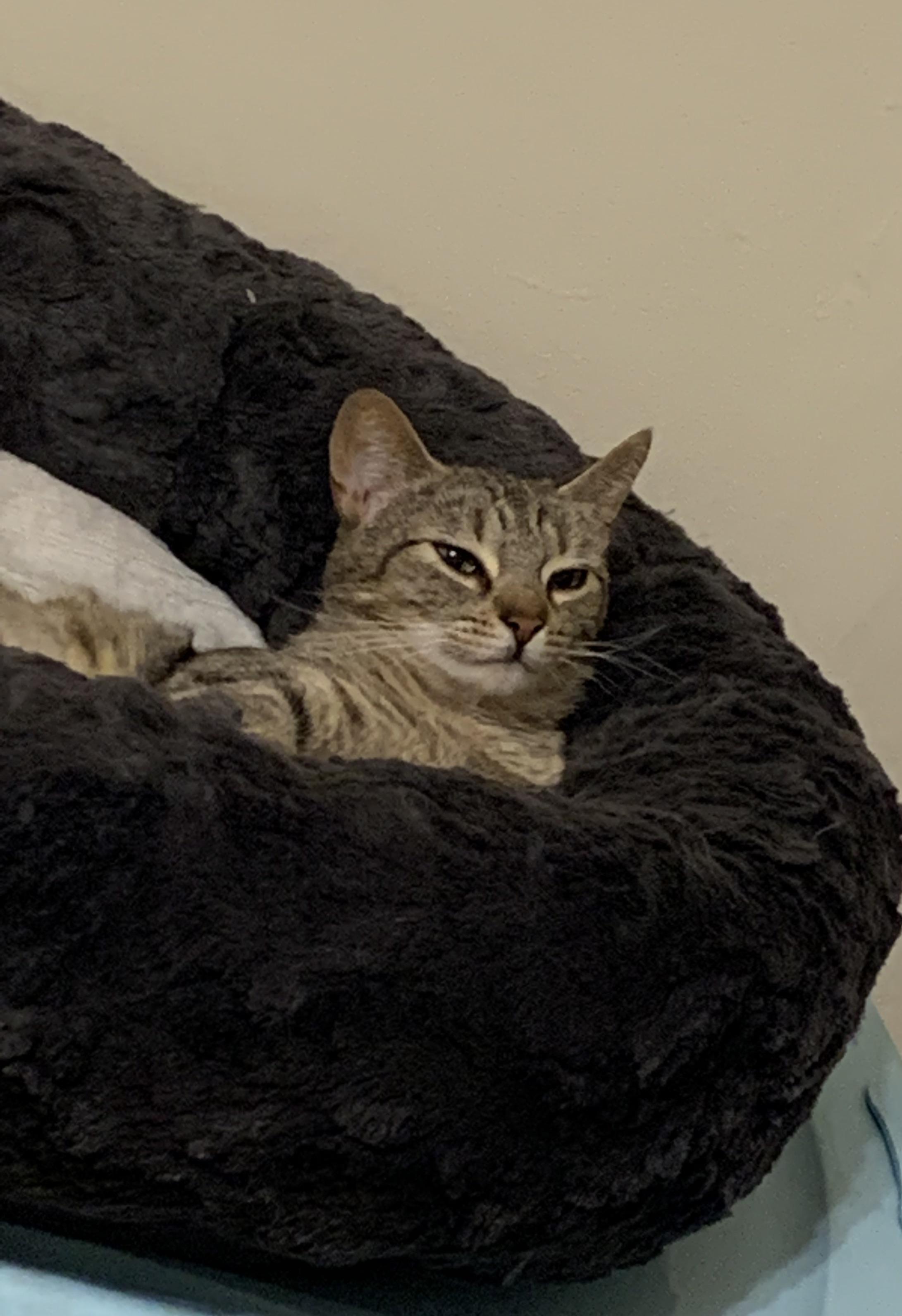 Her face after watching me clean her litterbox. I am but a peasant. r