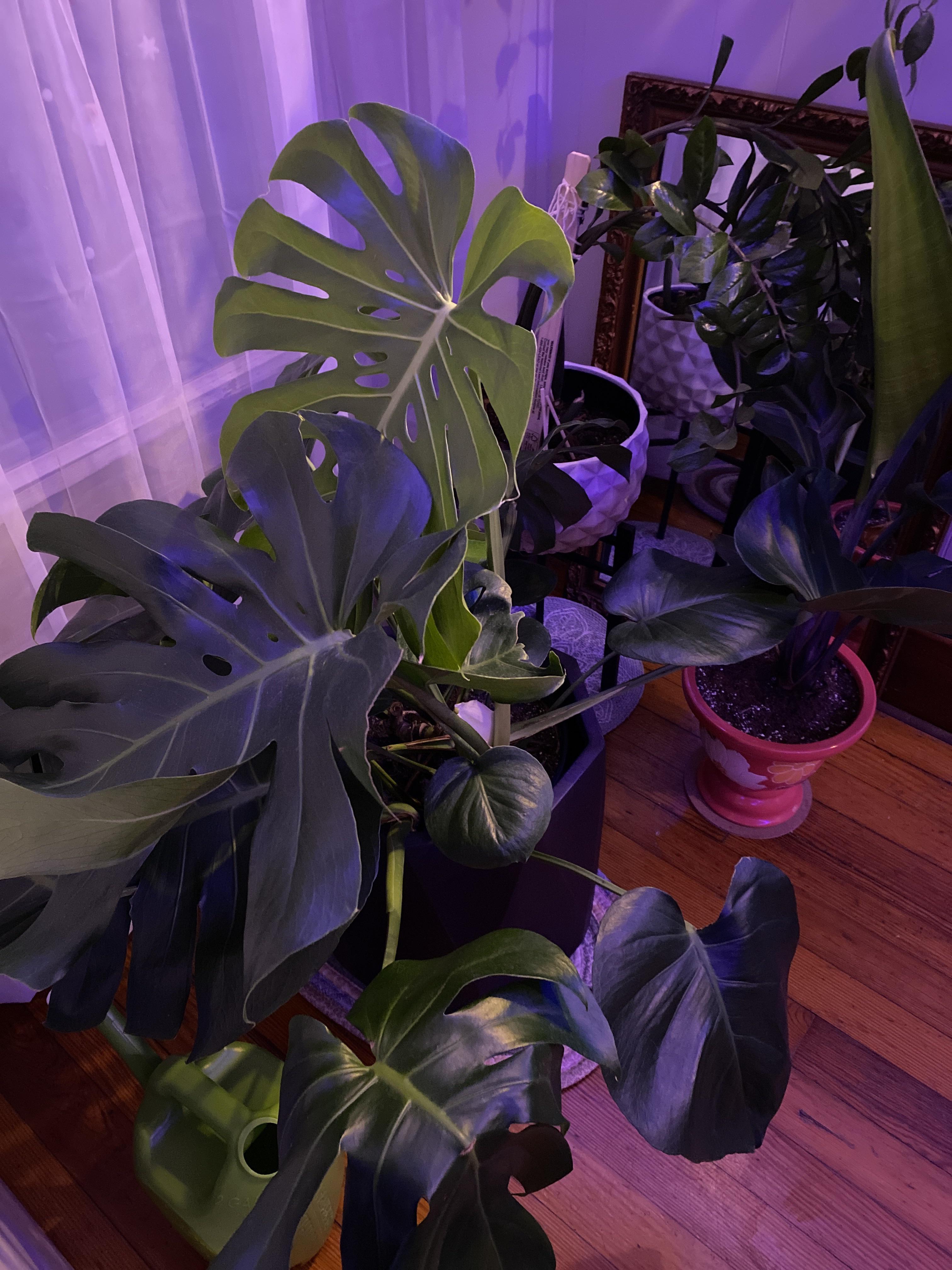 How do y’all keep your dog from eating your plants? r/houseplants