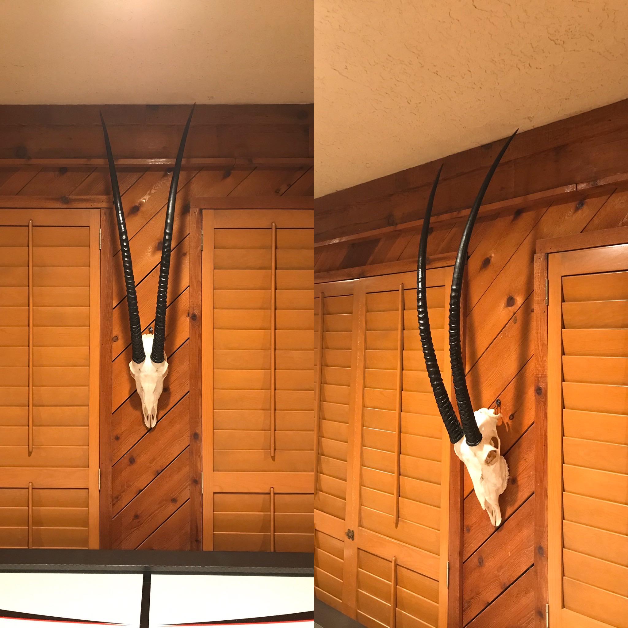 European mount of a scimitarhorned oryx. r/Hunting