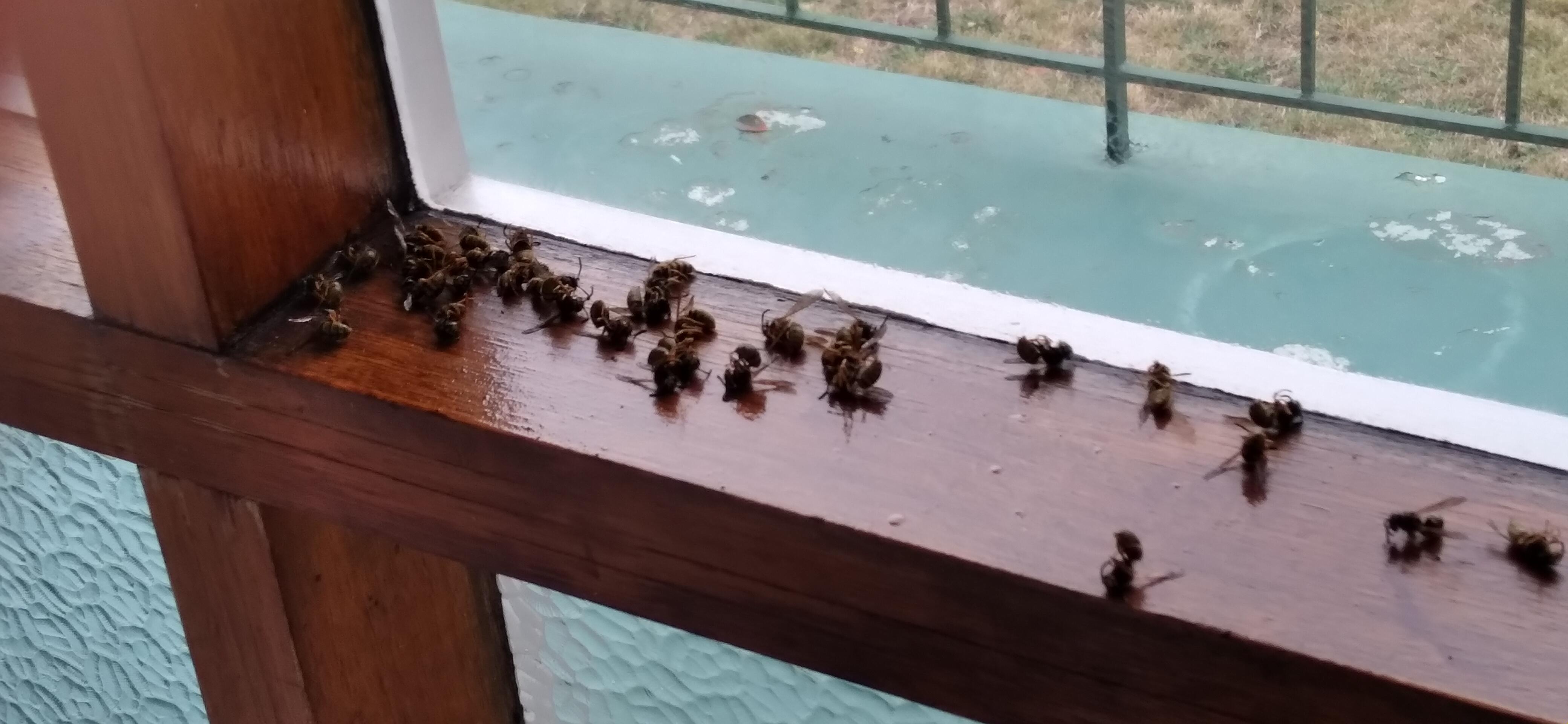 Wasps have decided to nest in our chimney, and are invading the house