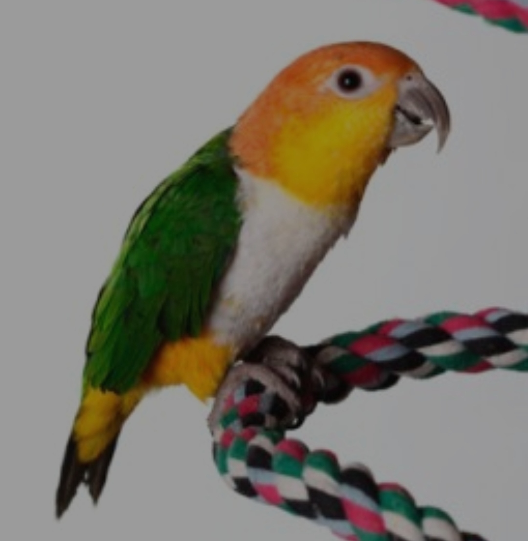 The caiques are species of parrots in the genus Pionites. They are