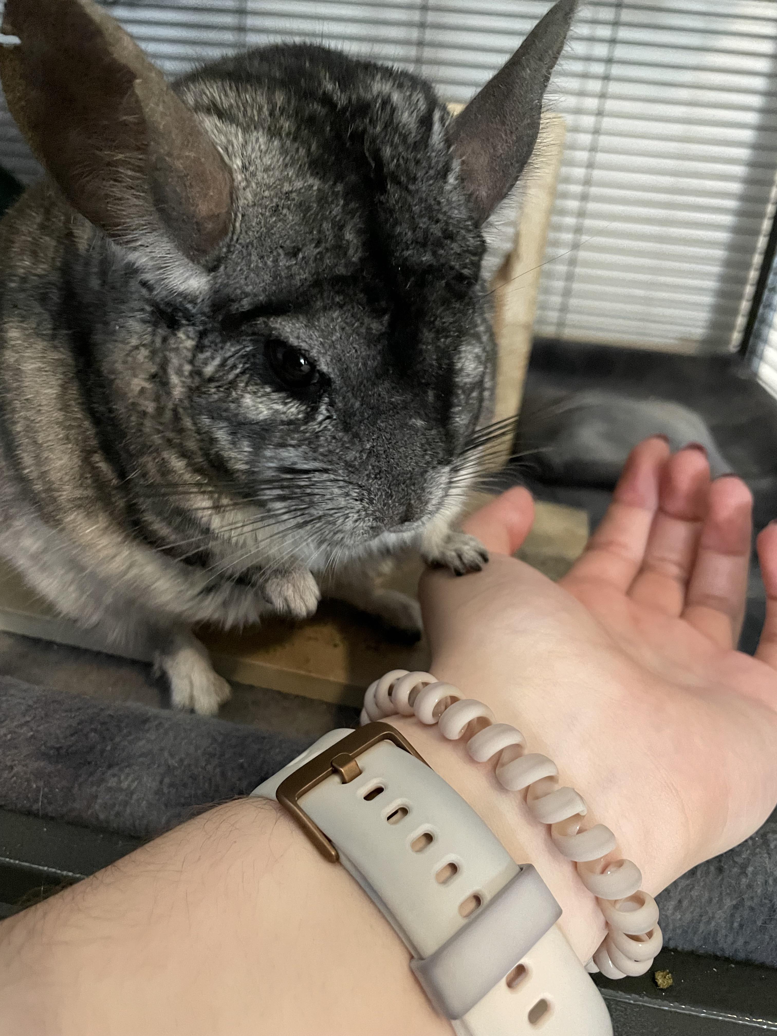 Are cardboard toys ok for chinchillas? r/chinchilla