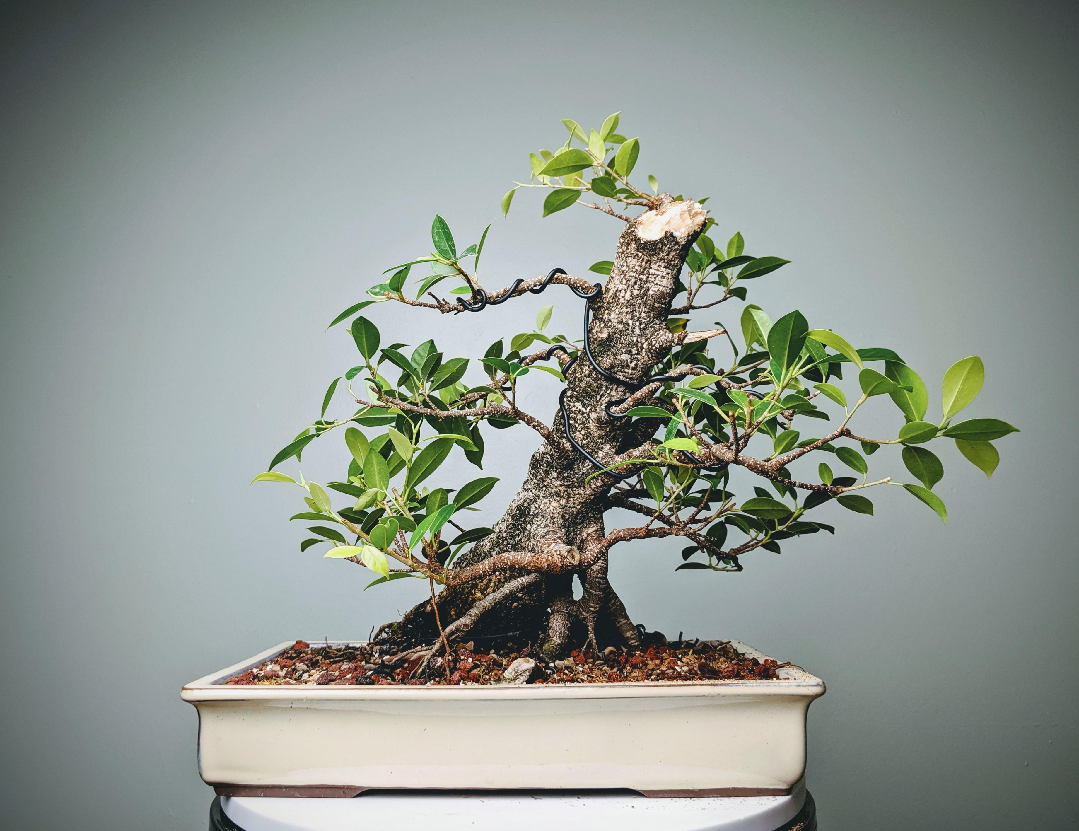I've been dying all week, here's a ficus. r/Bonsai