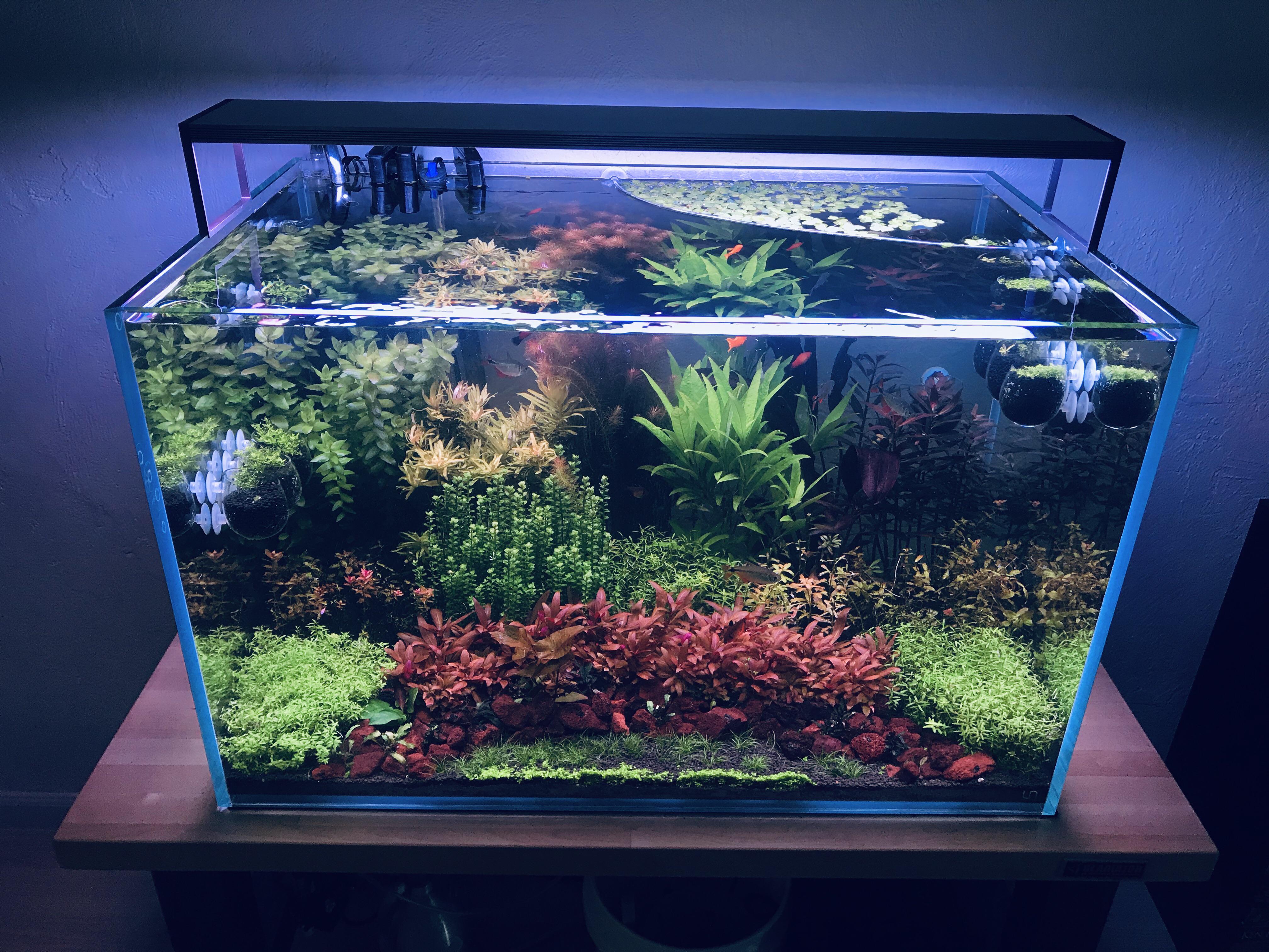 Dream aquarium shortcut keys codertyred