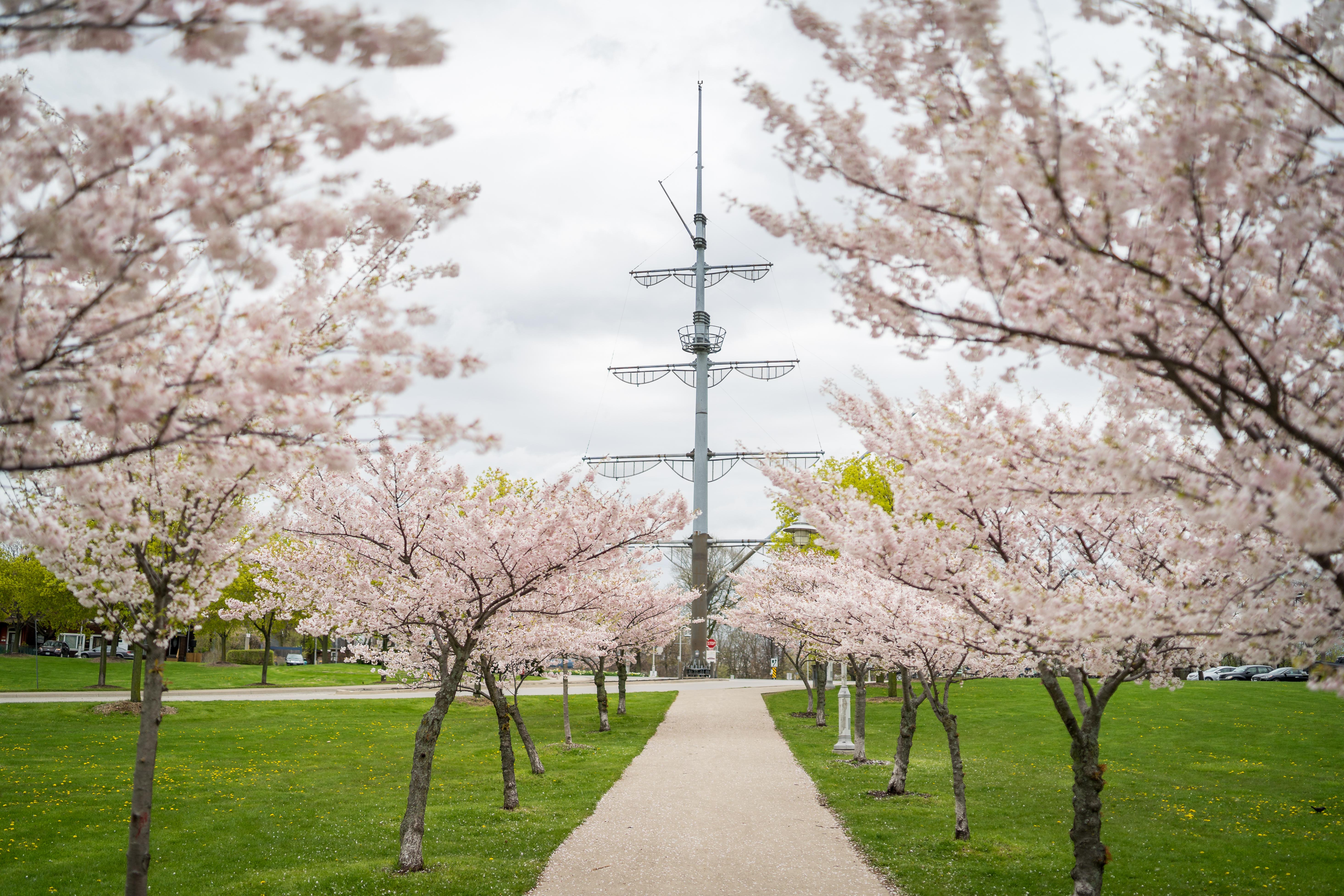 Beautiful Cherry blossom (Sakura) at Bayfront Park! r/Hamilton