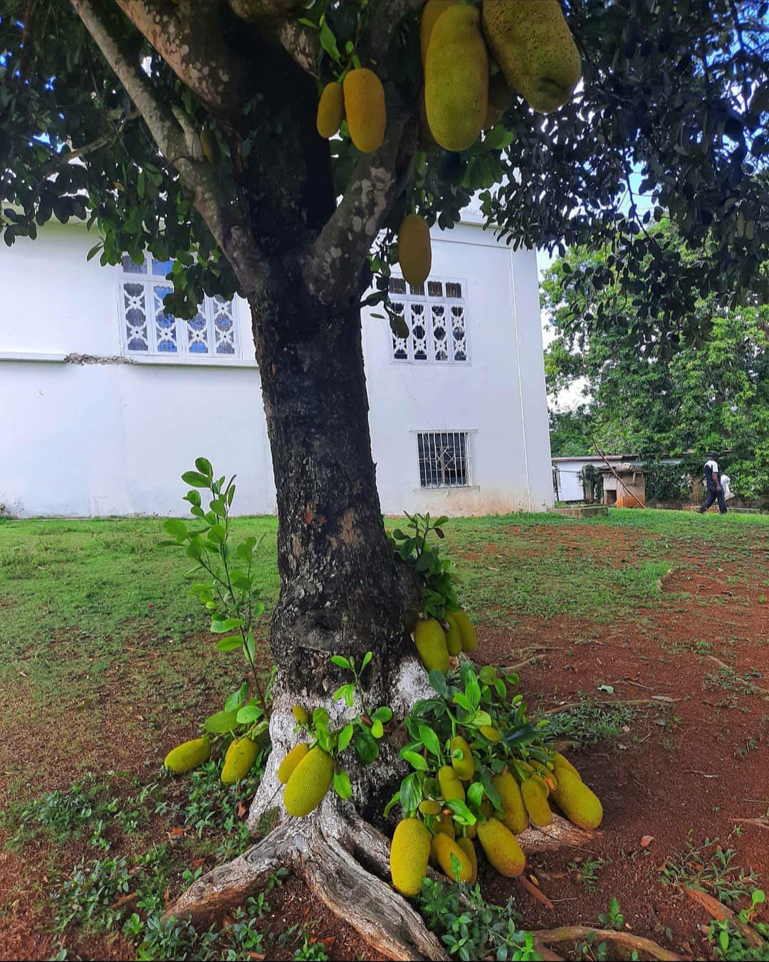 🔥 This Jackfruit tree is so fertile even the roots starts to bear fruit