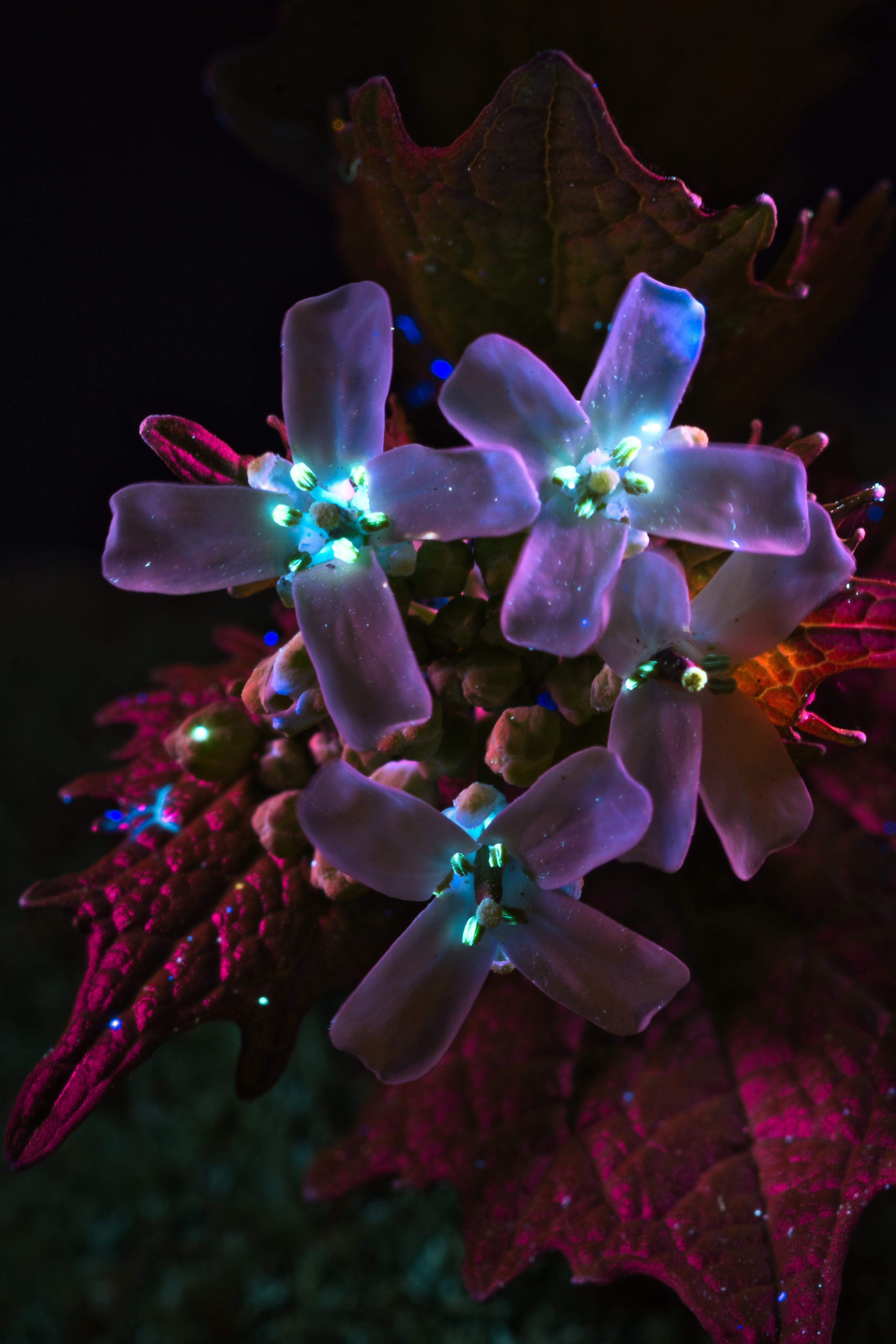 🔥 Flowers under UV light r/NatureIsFuckingLit