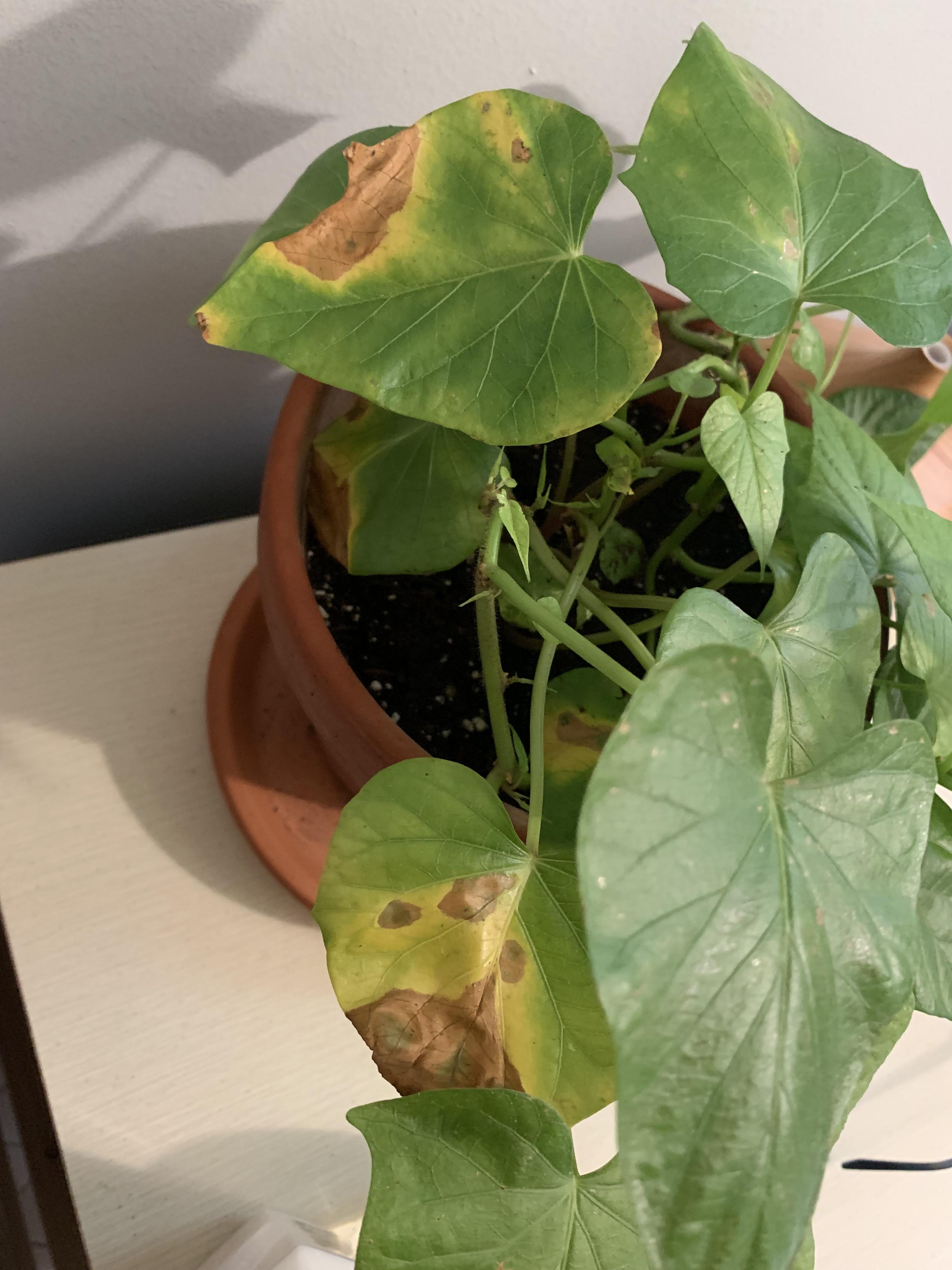 Brown spots on my sweet potato vine? More info in comments r/plantclinic