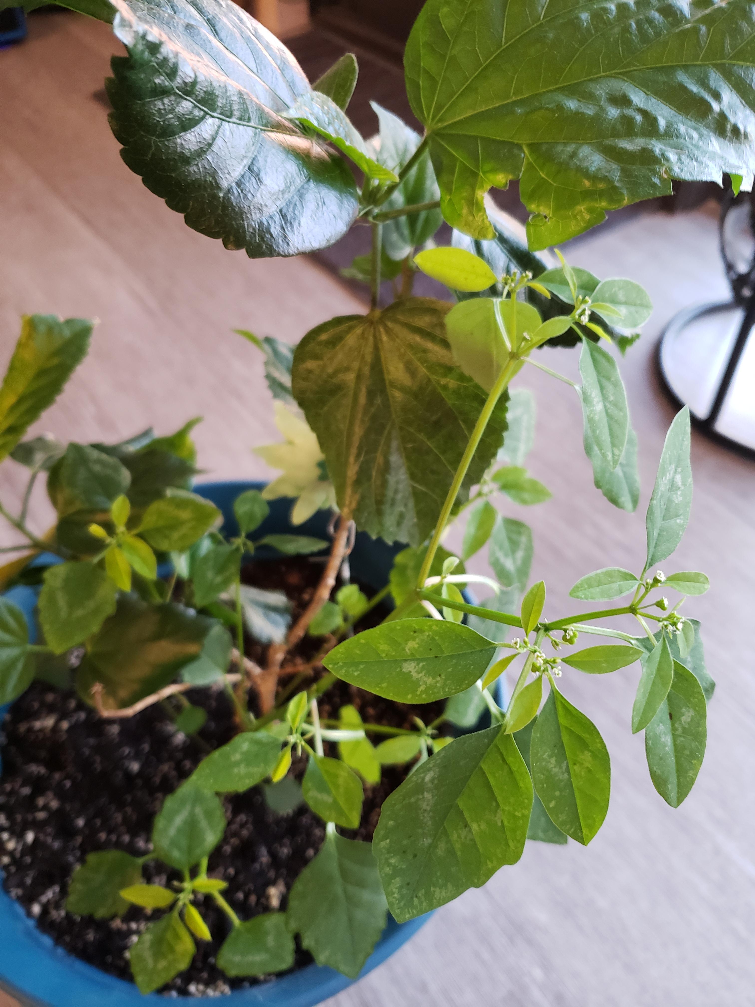 I thought my hibiscus was growing a new branch but I'm starting to