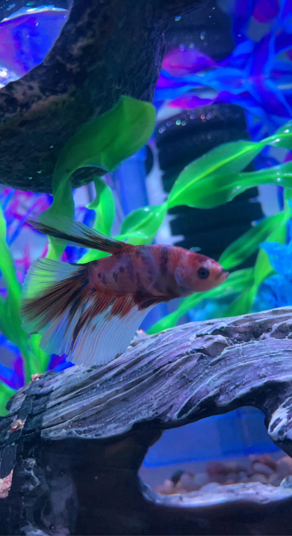 Tangerine Koi Male r/bettafish