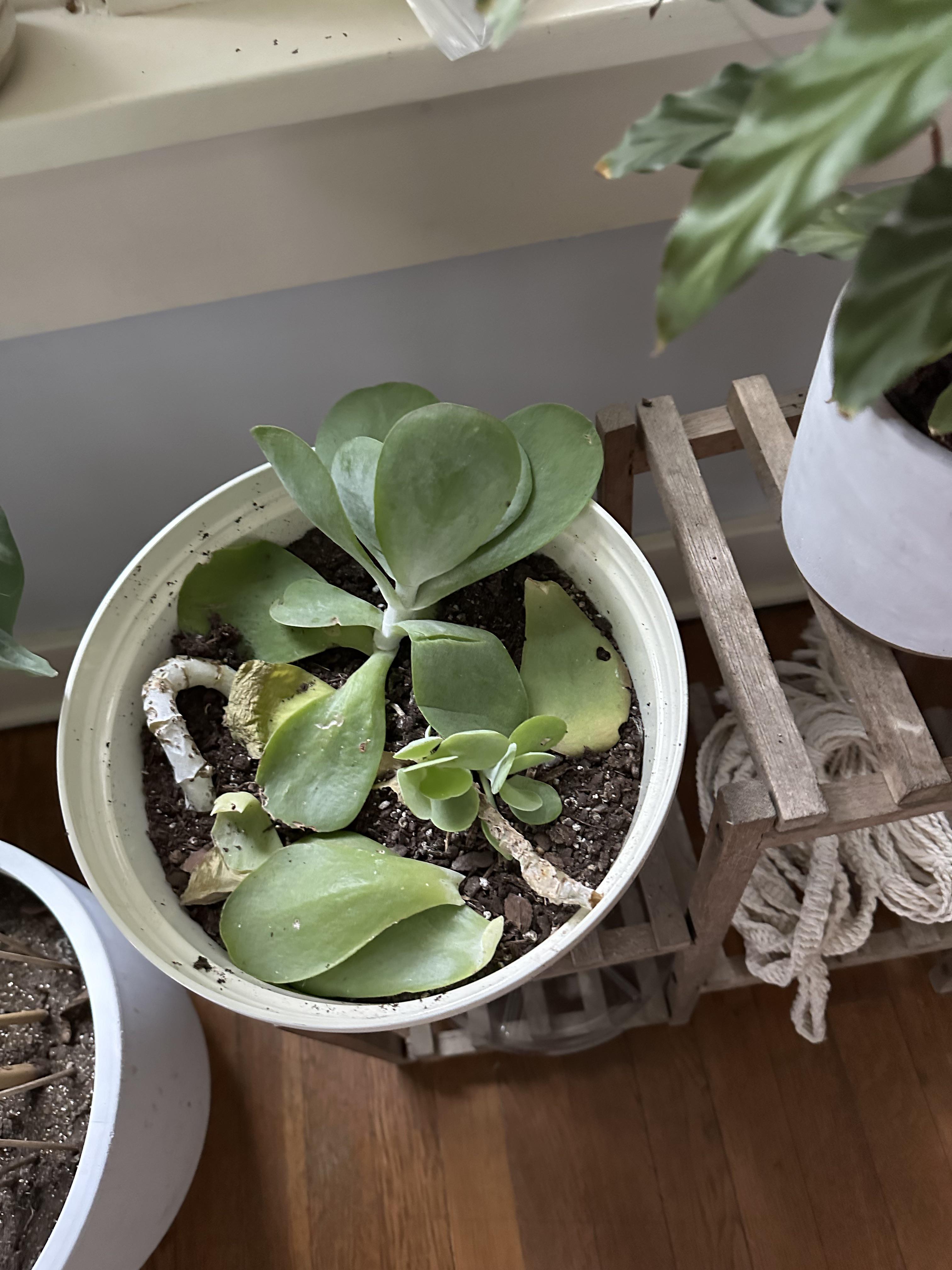My succulent broke off and fell to the floor. I stuck it and the leaves