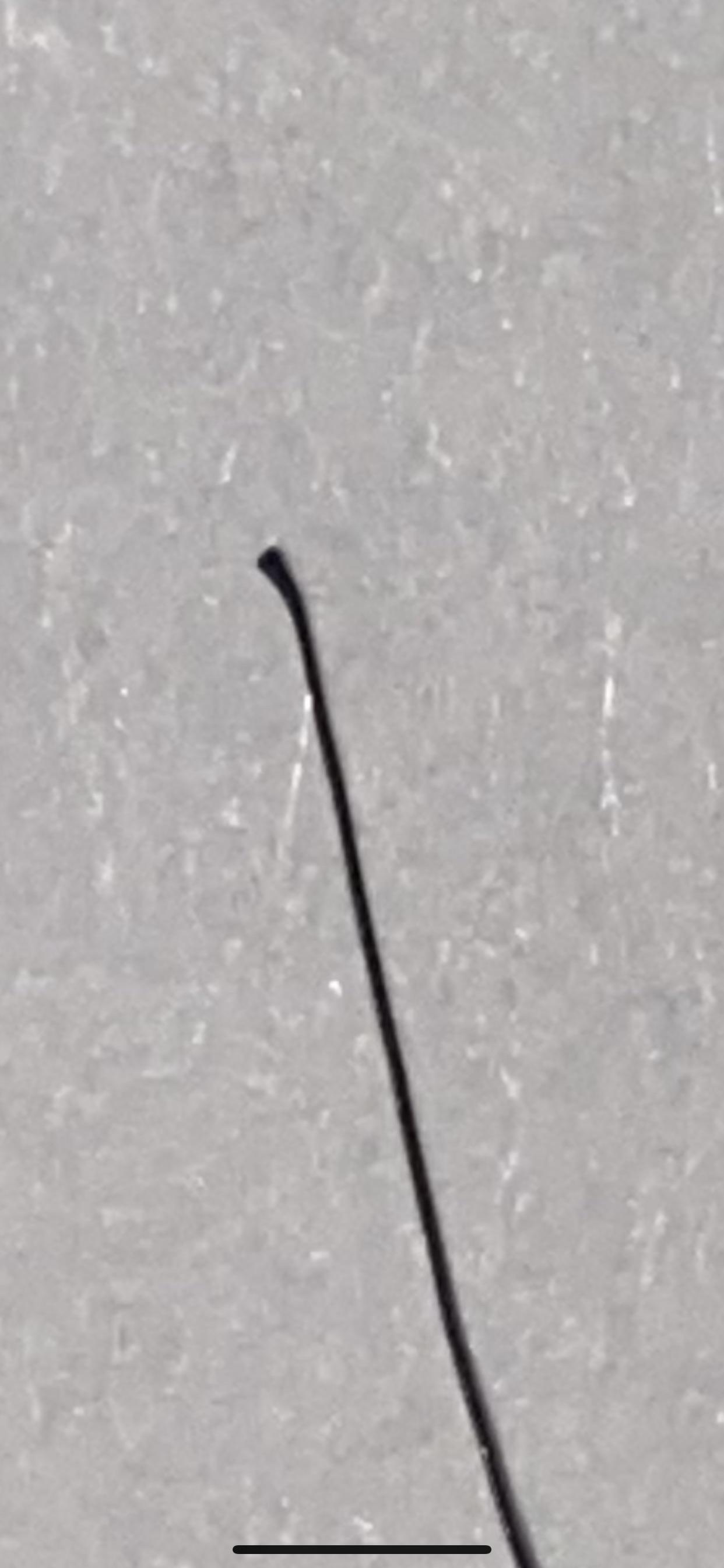 I be having some coarse wirey hairs but noticed one had a black thick