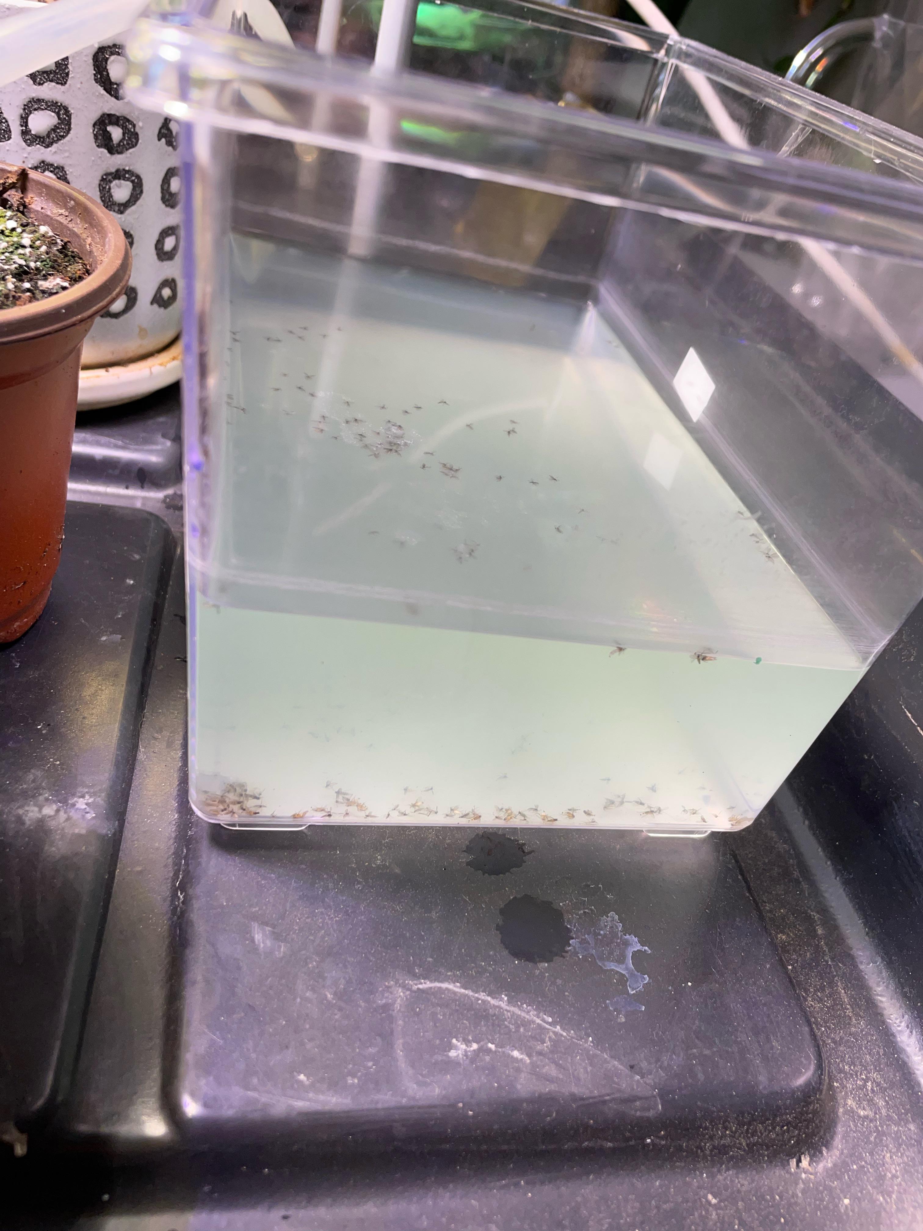 So I left a container of soapy water out for a few days by my plants