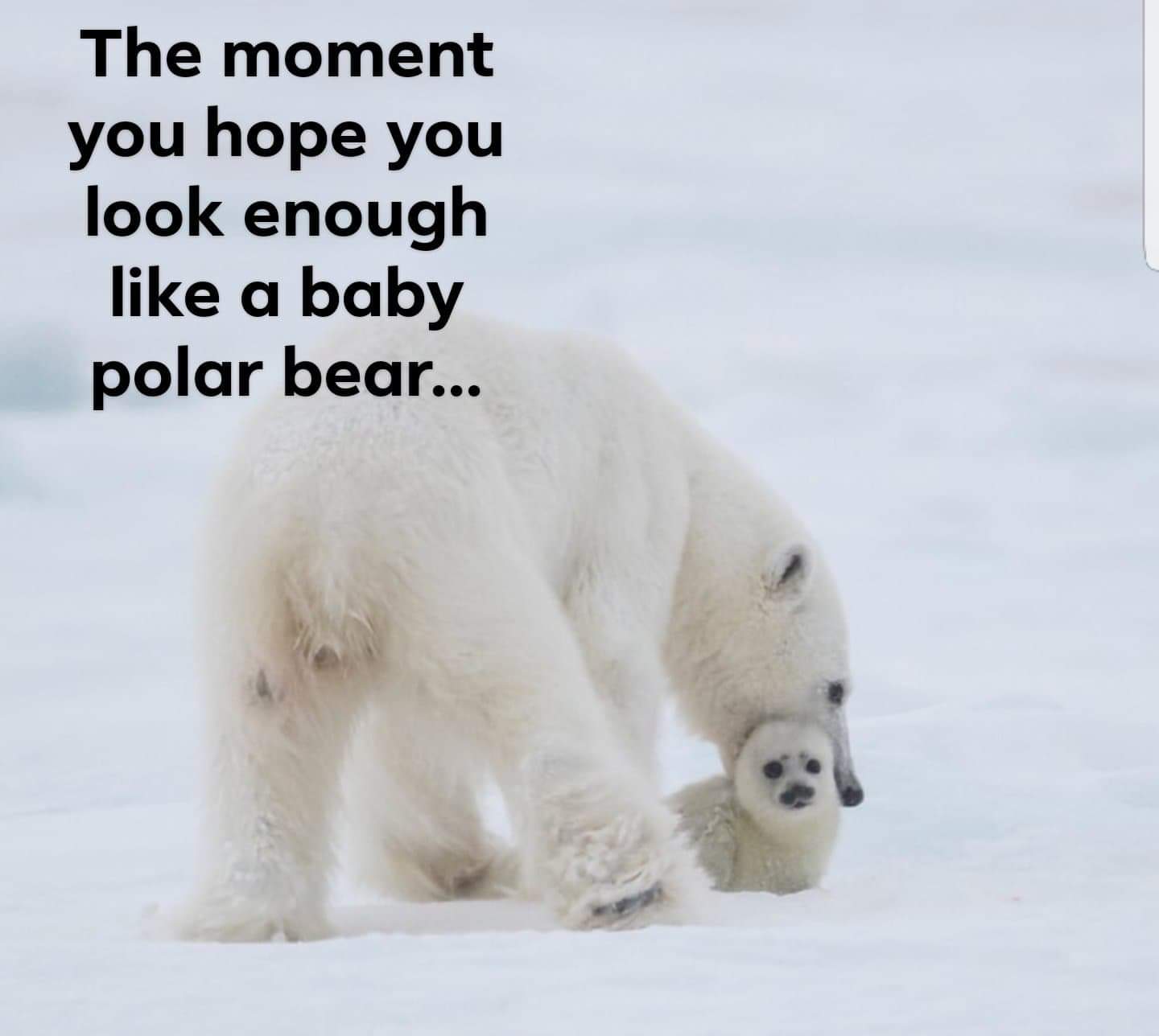 Nature memes forever! r/memes