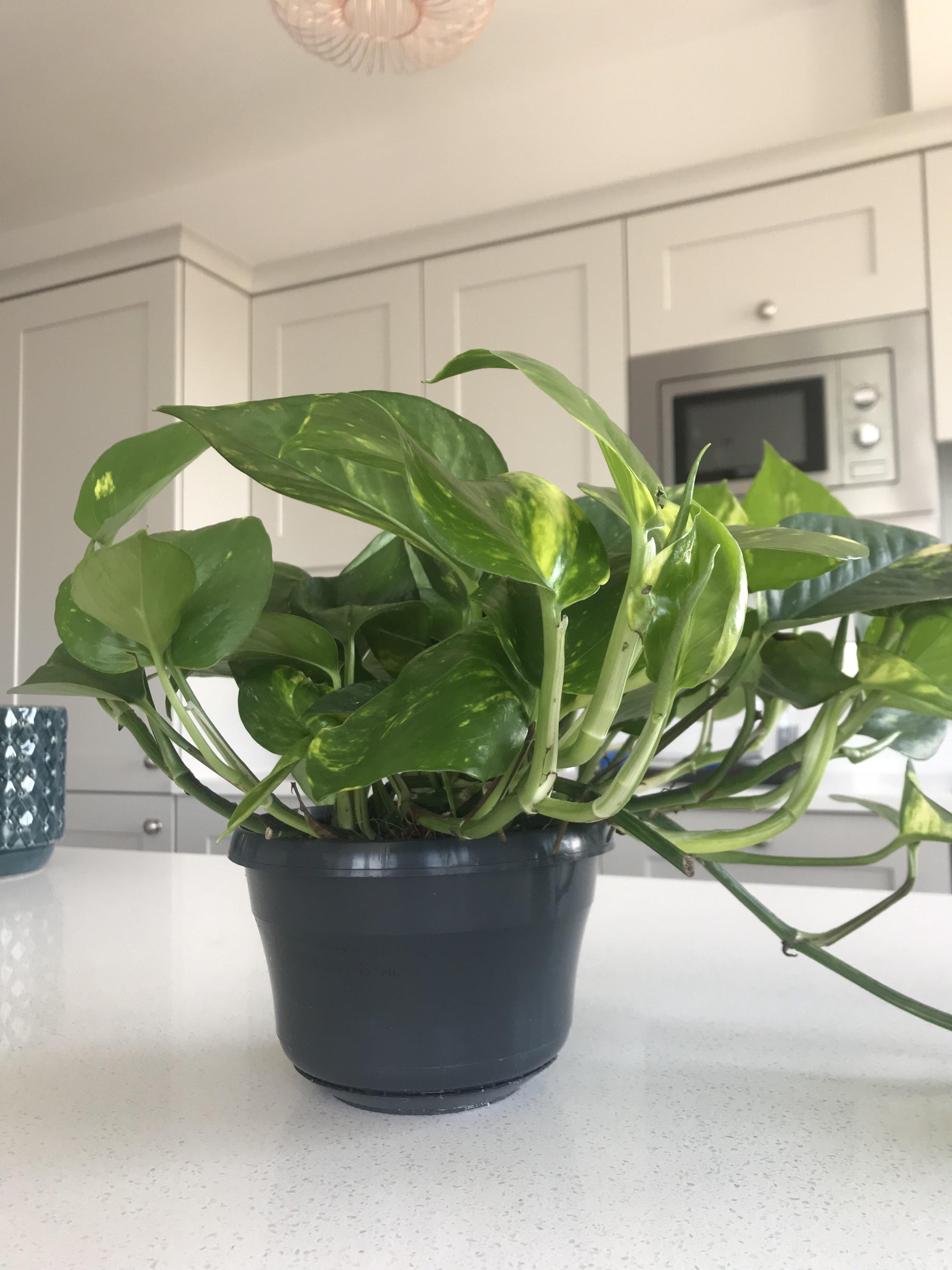 Hi! I bought this Golden Pothos about a week ago and I just realized