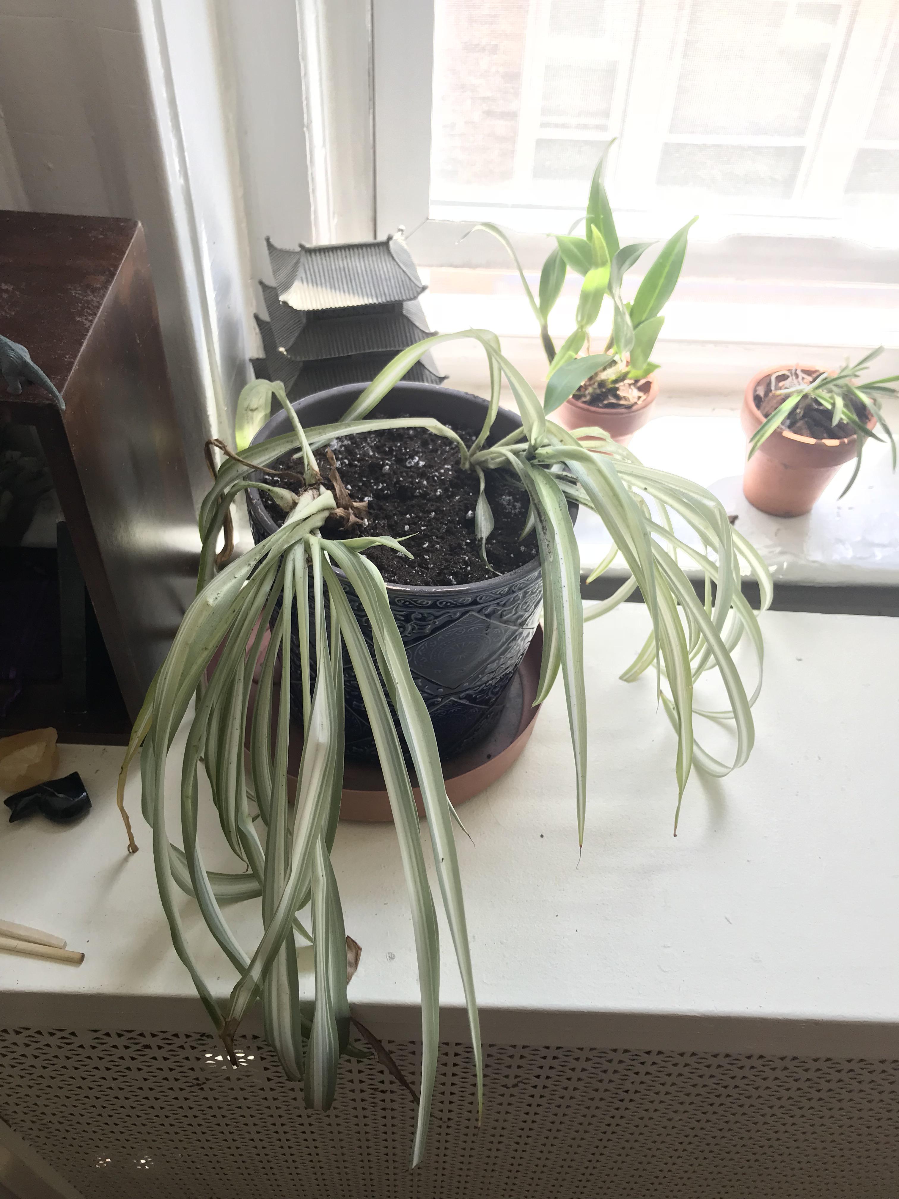 List Of How To Trim Spider Plant Roots Ideas