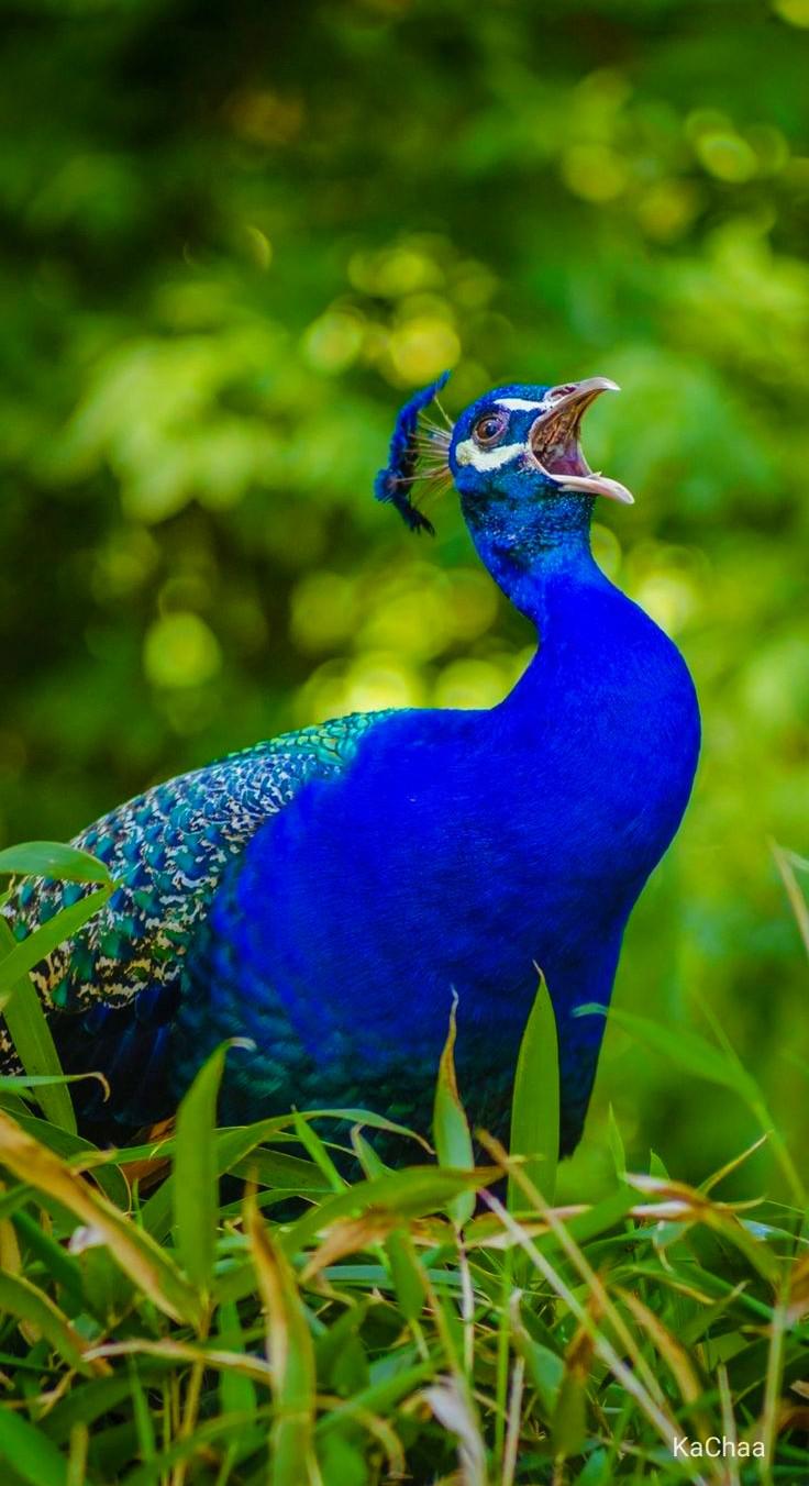 Peacock Calling 🦚 r/peacocks