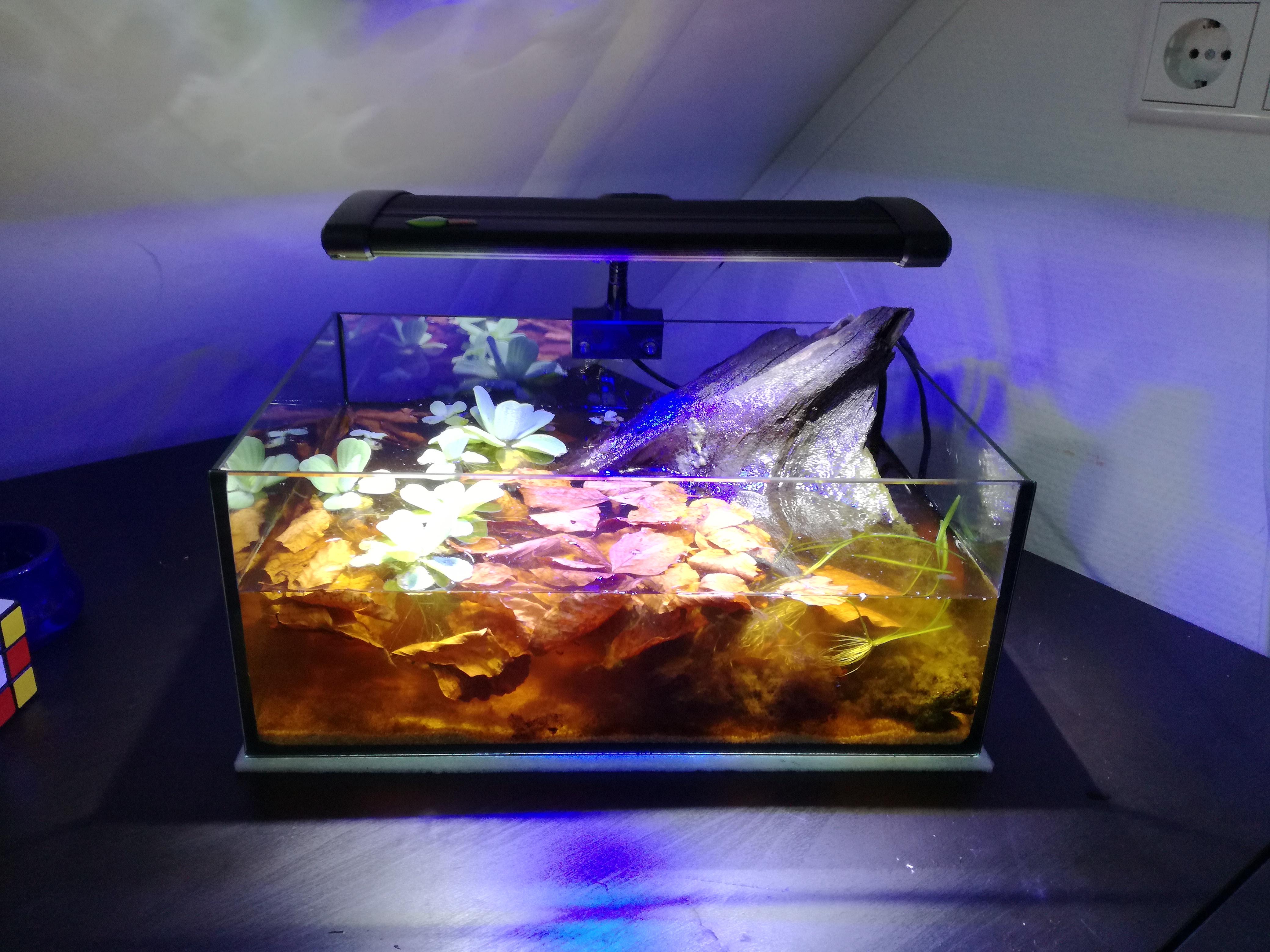 New Blackwater tank for my bintan licorice gourami male ) r/Aquariums