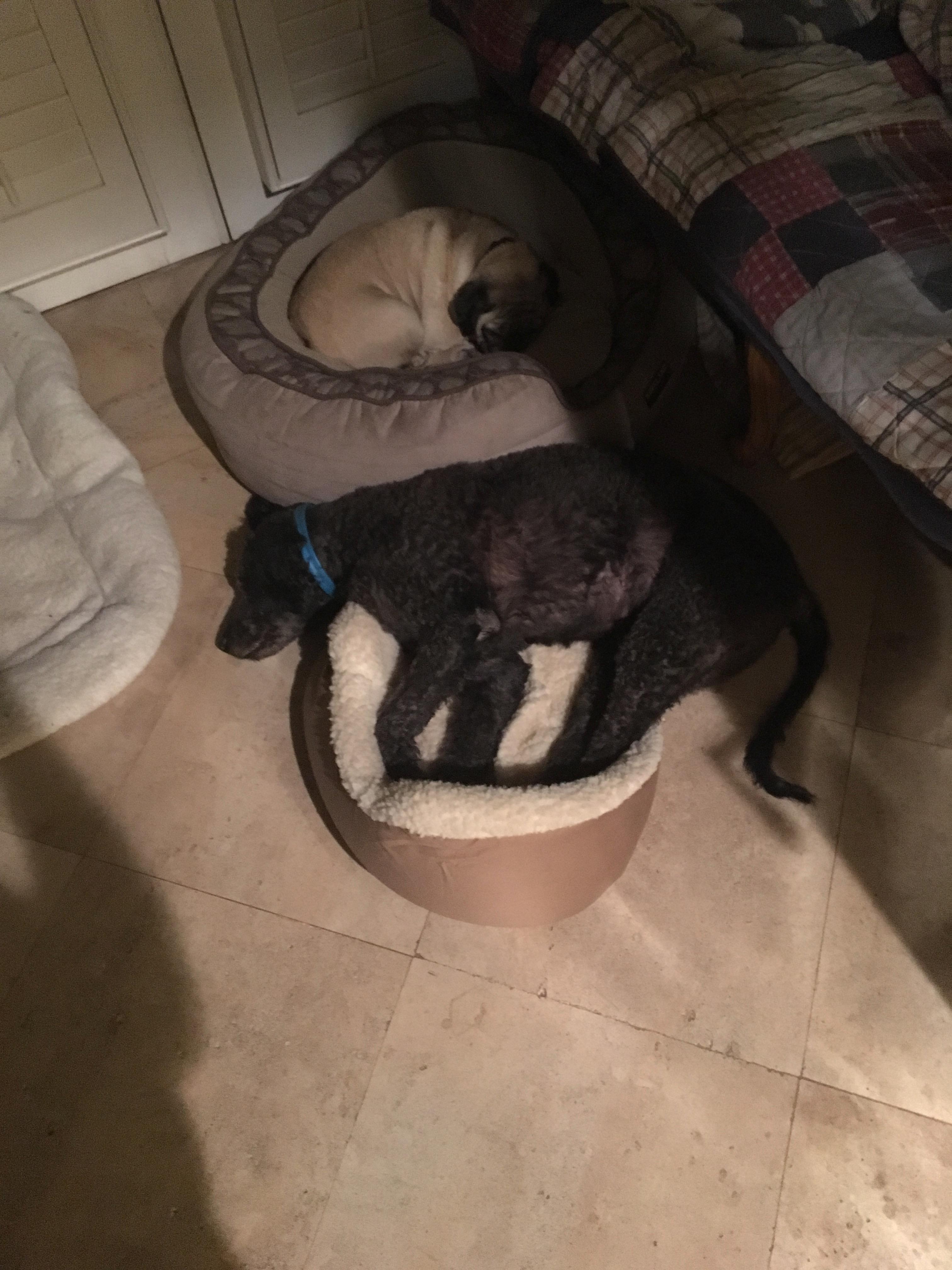 Bought them both new beds and our labradoodle instantly went for the