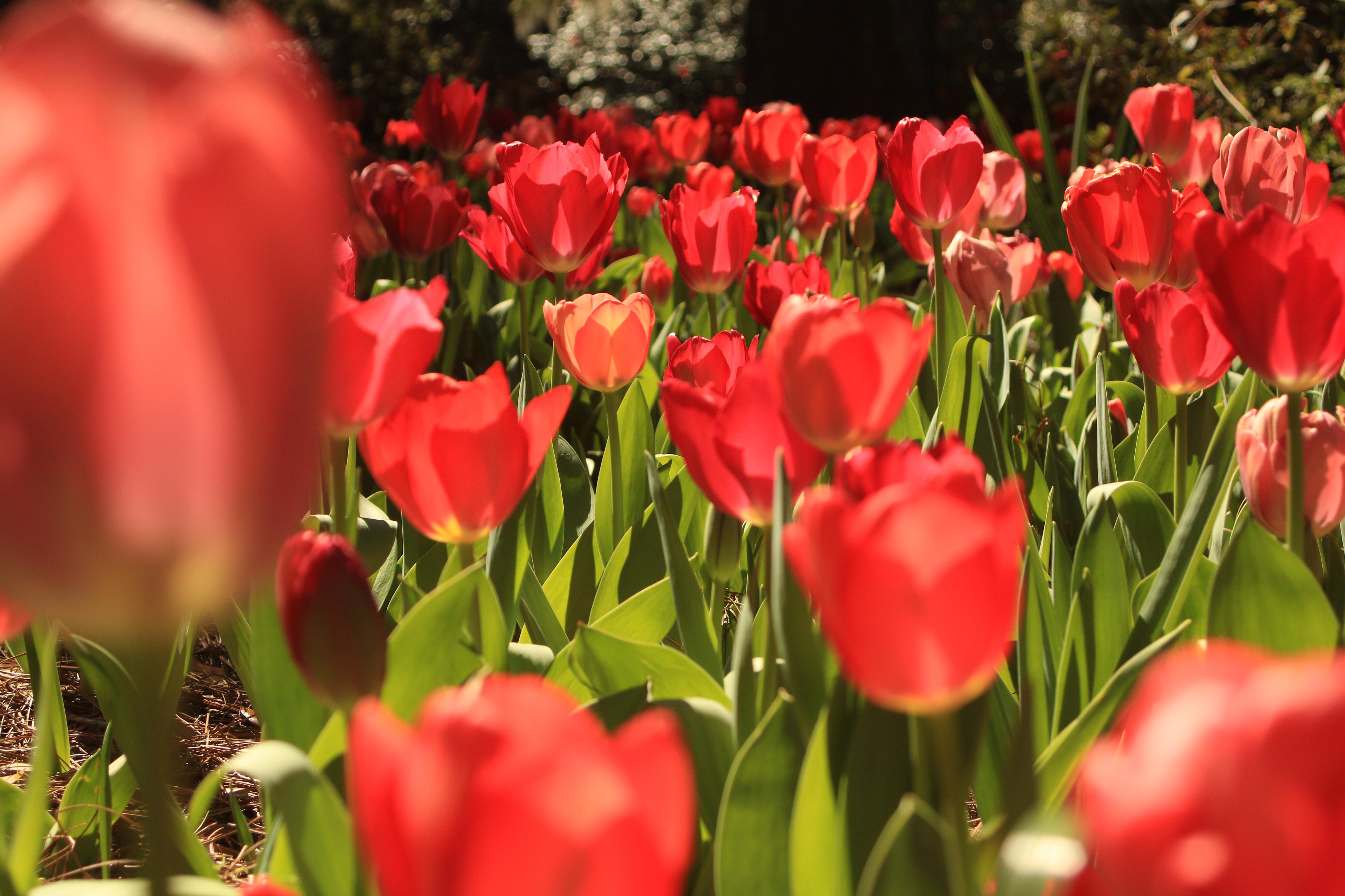The tulips are blooming here in North Carolina. r/pics