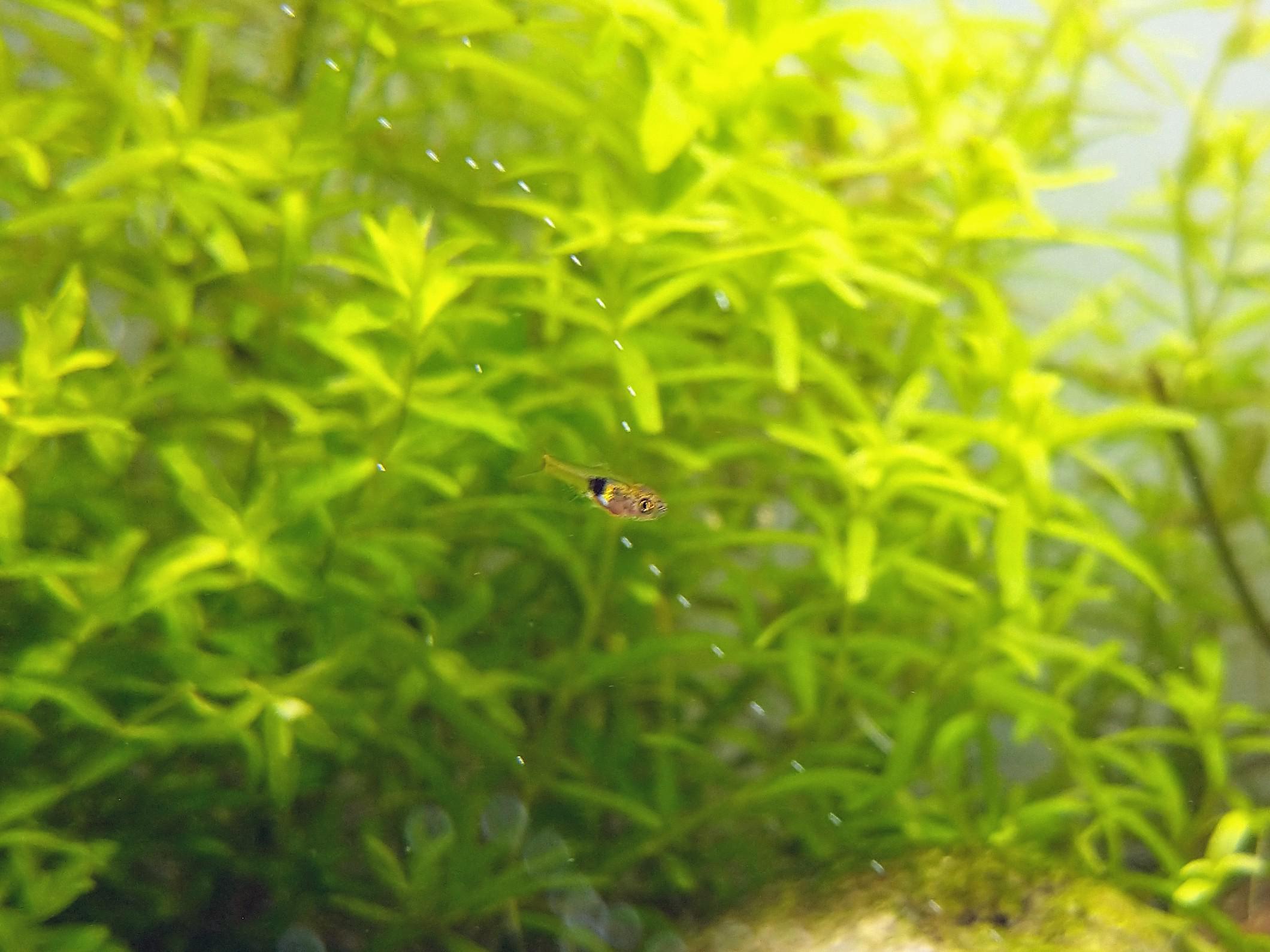 Harlequin Rasbora Fry r/Aquariums