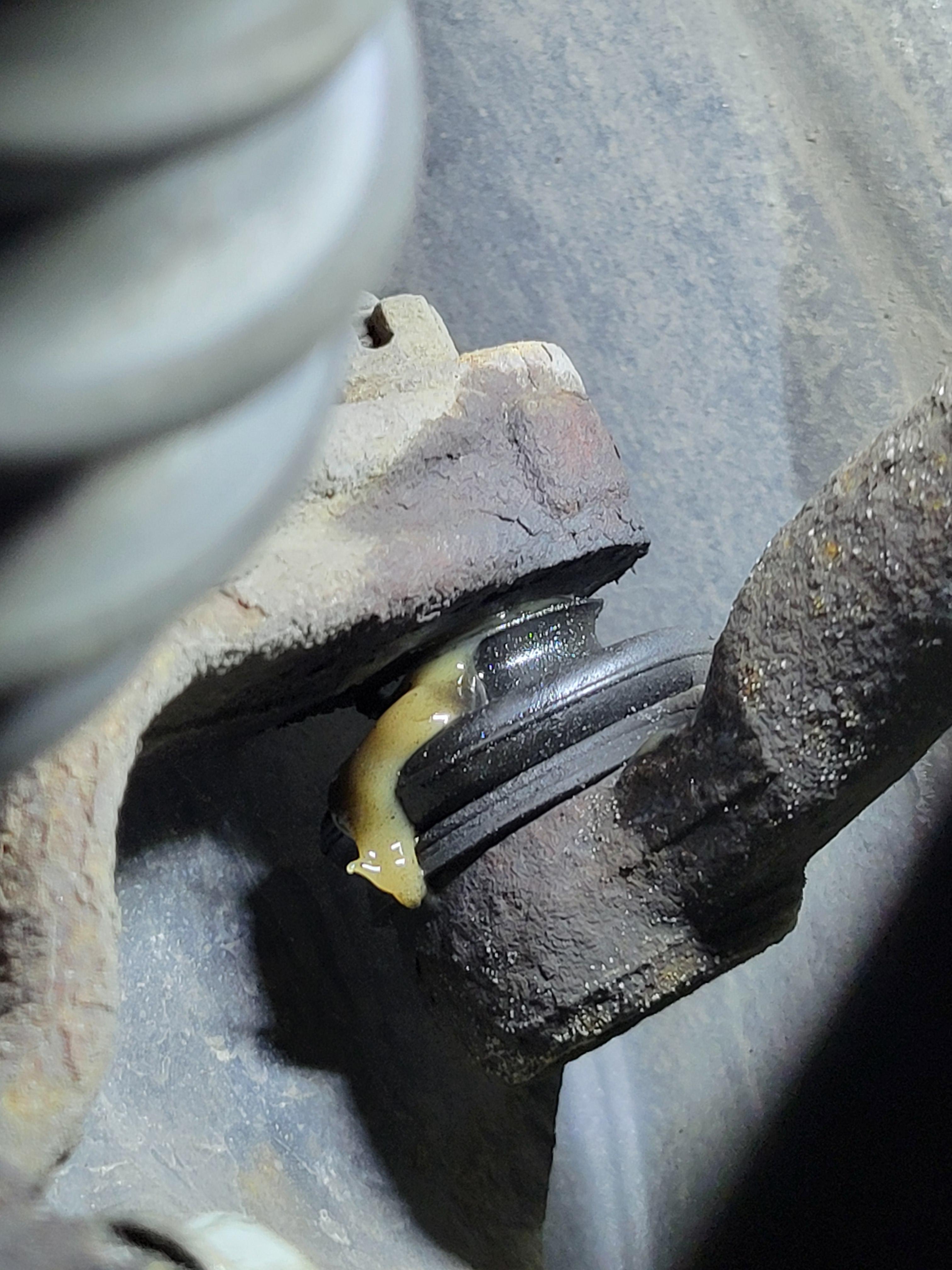 The Latoxicasz Leak Is This The End? Truth or Fiction