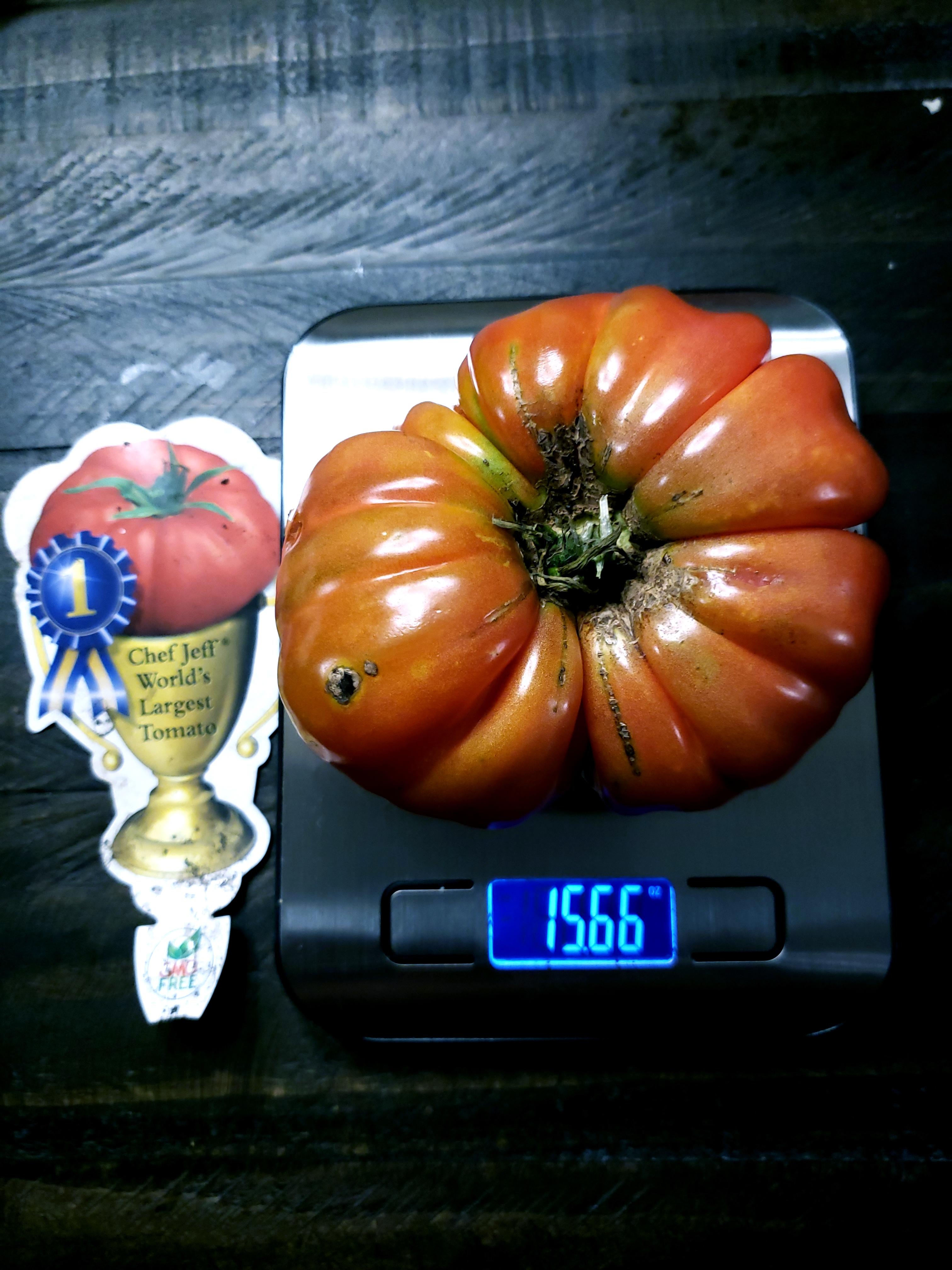 Chef Jeff World's Largest Tomato... 7yo is very proud of her harvest