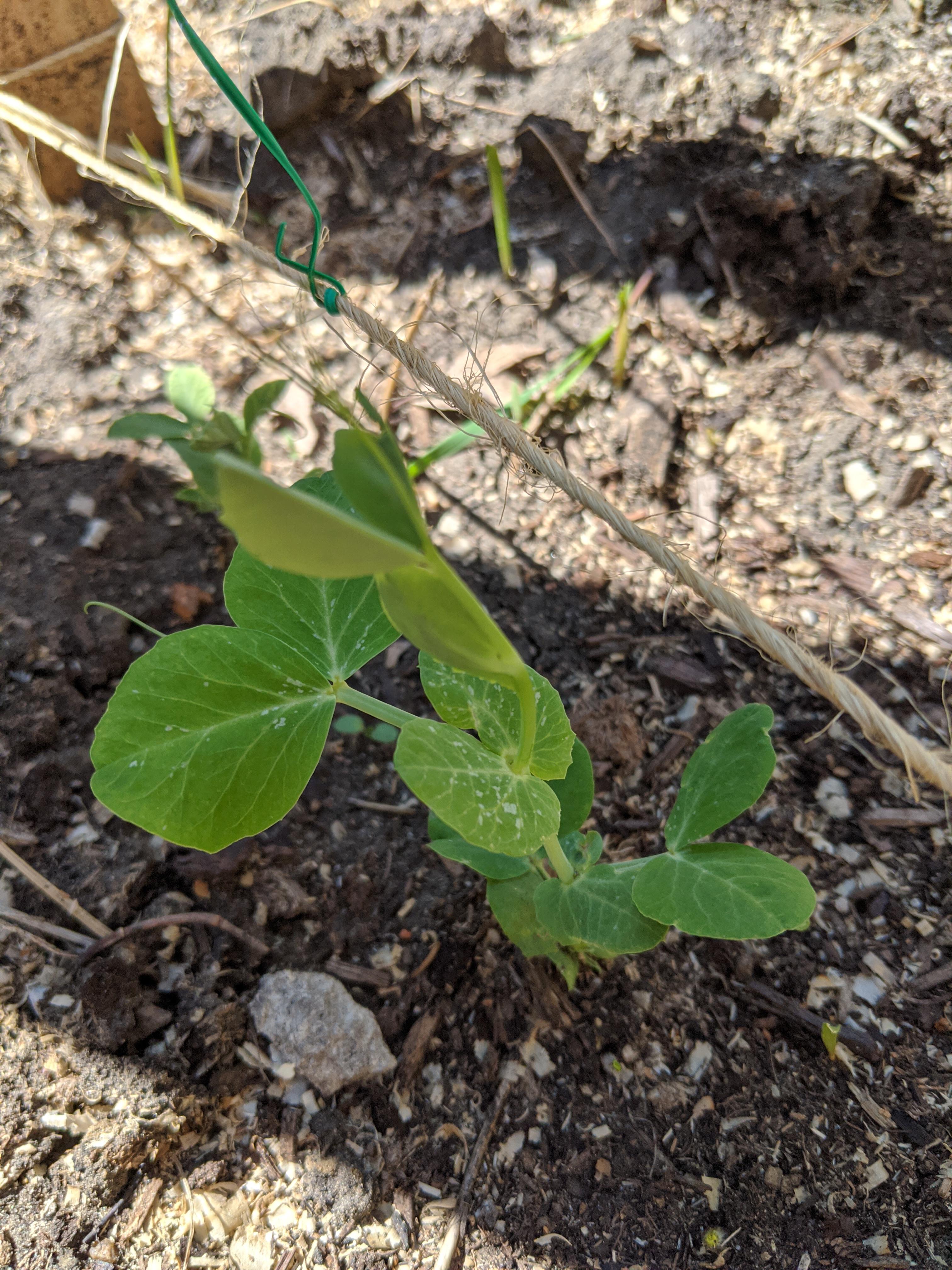Do the white spots on these sugar snap peas indicate any deficiency, or