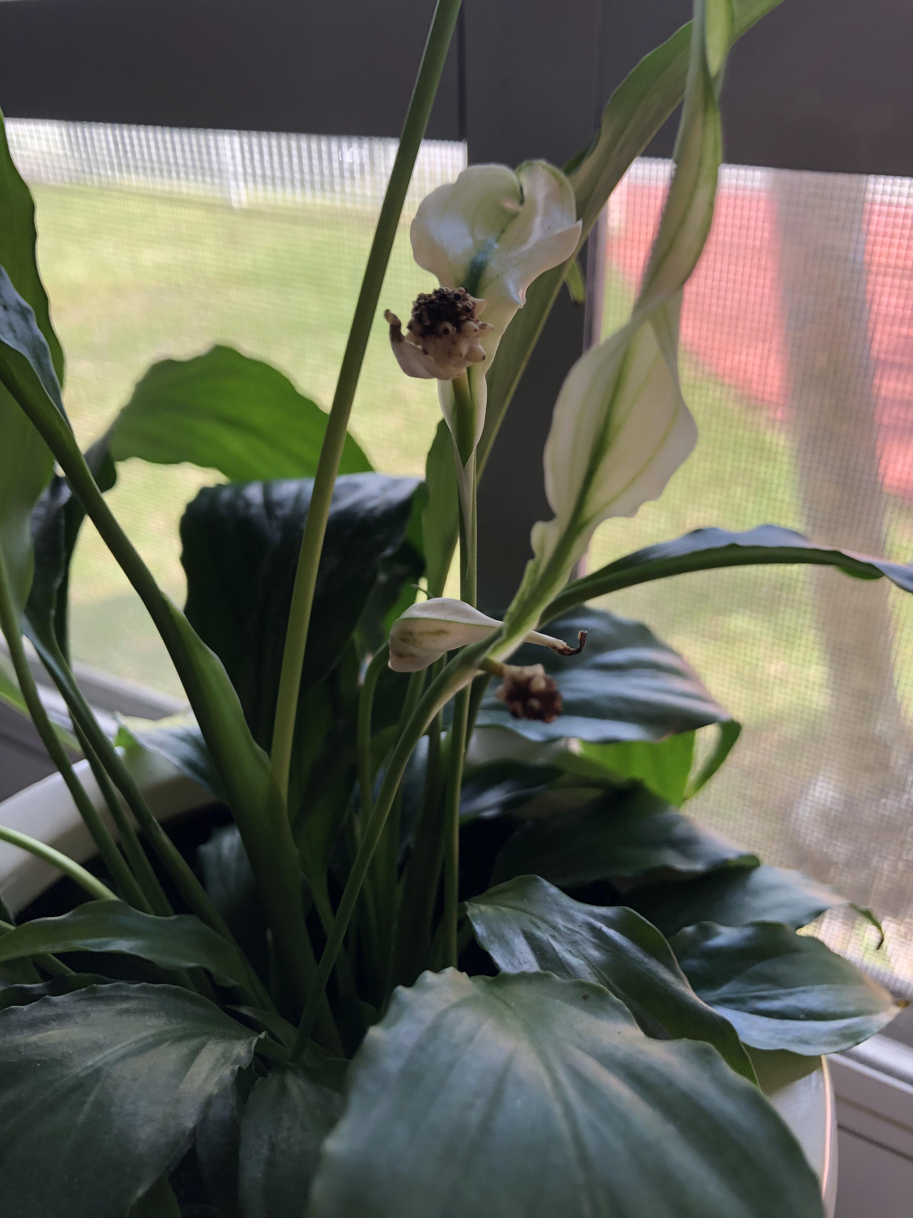Why are the bulbs on the flower of my peace lily turning black? The oldest flower doesn’t have